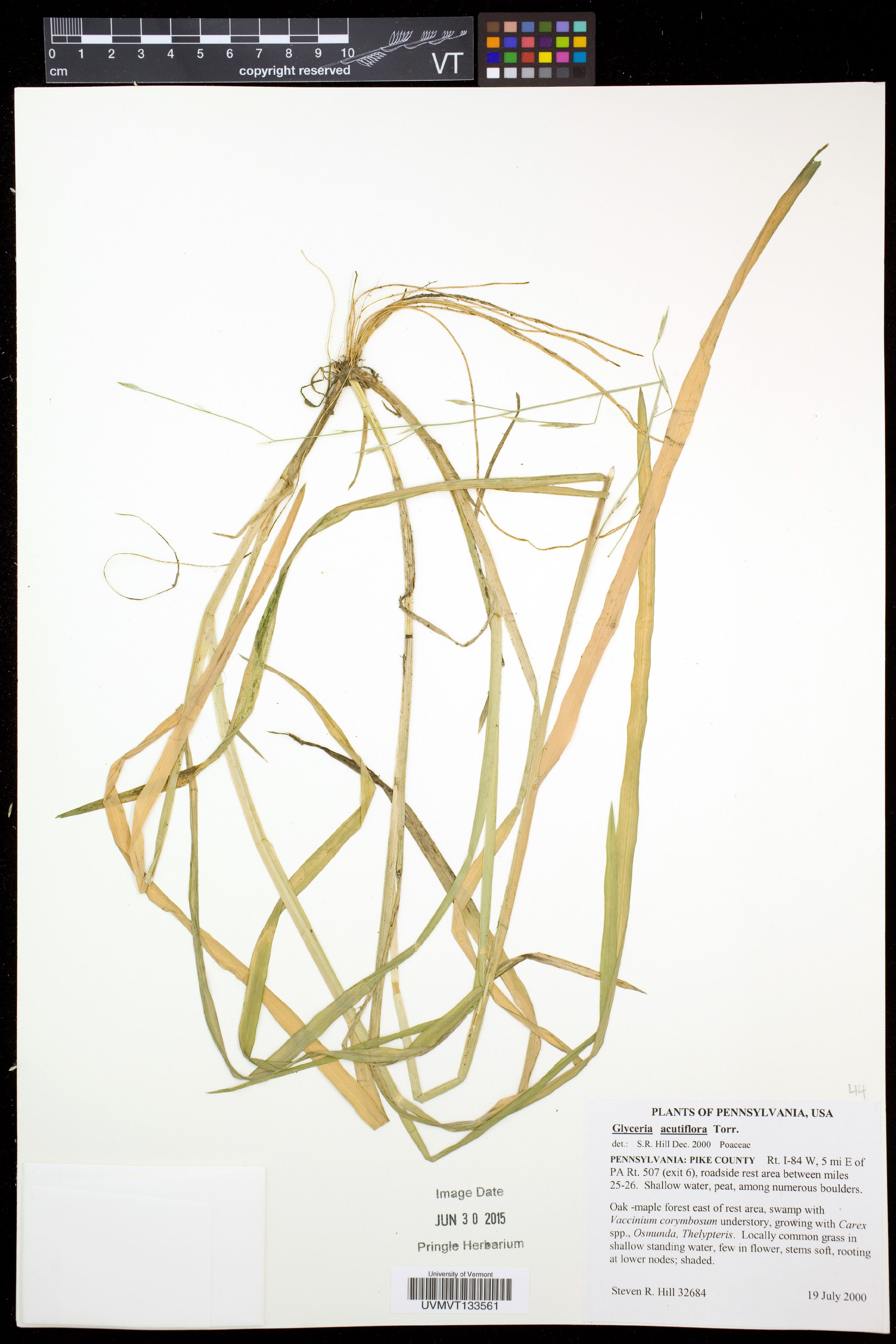 Glyceria acutiflora - 116