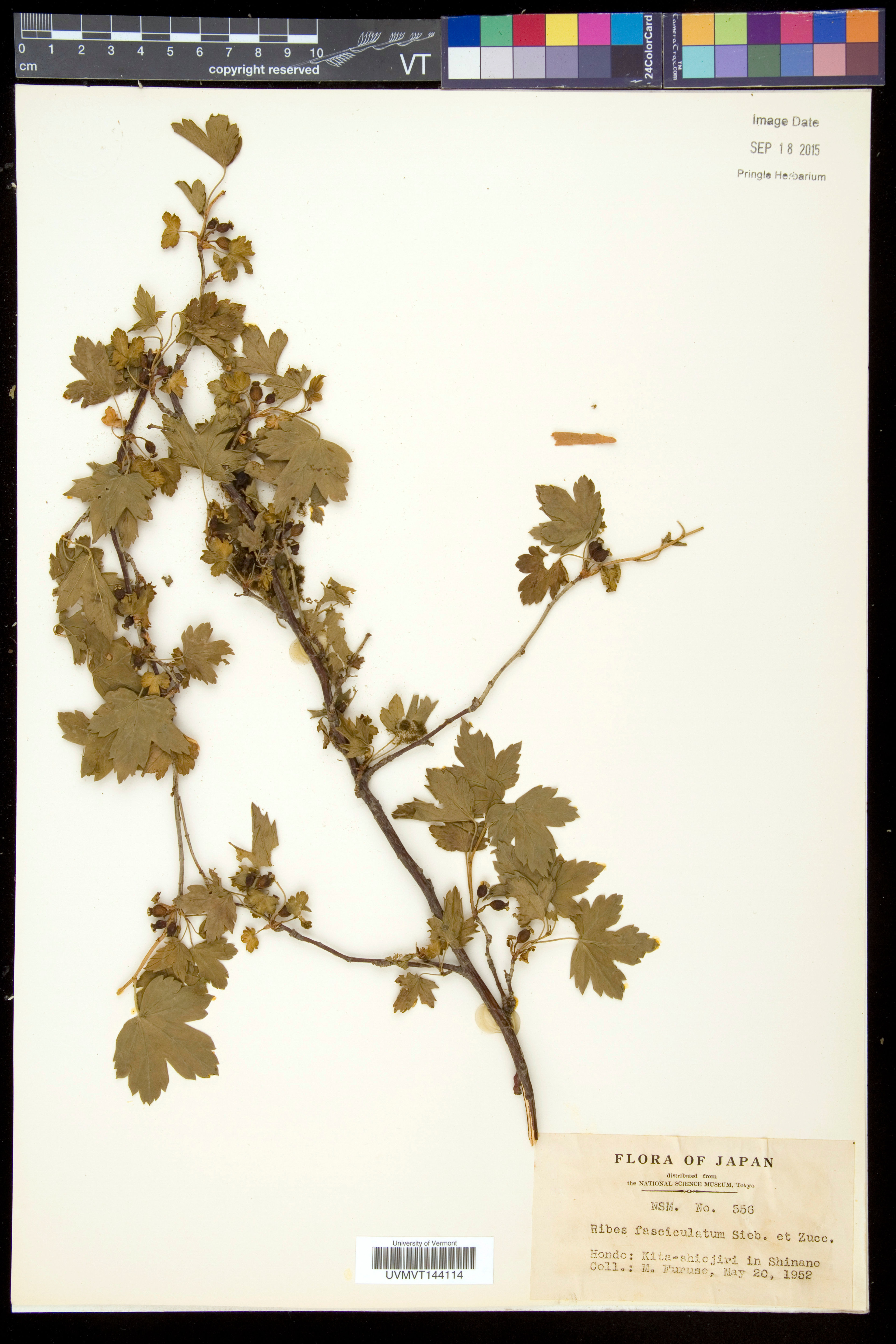 Ribes fasciculatum - 79