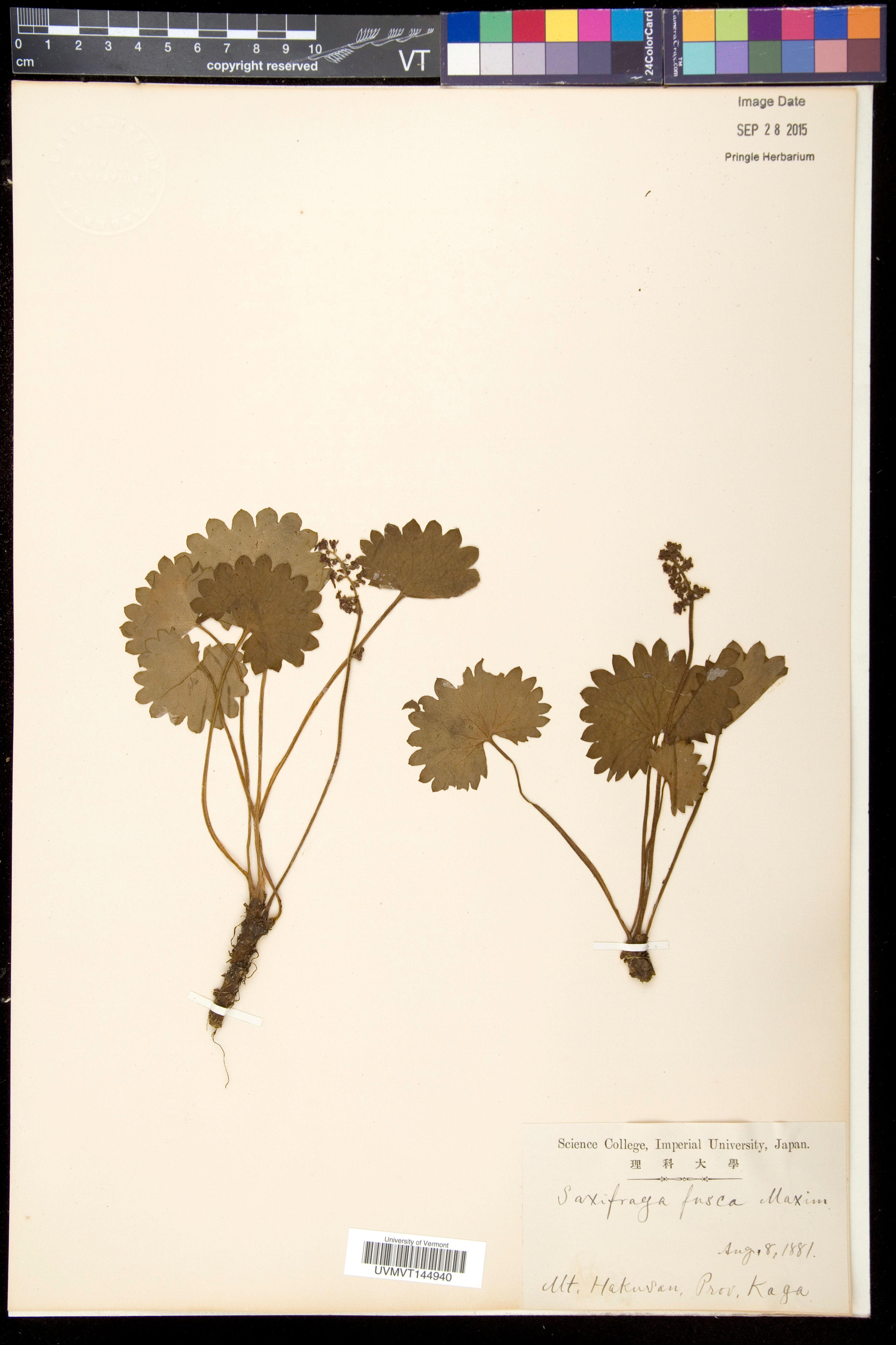 Saxifraga fusca - 21