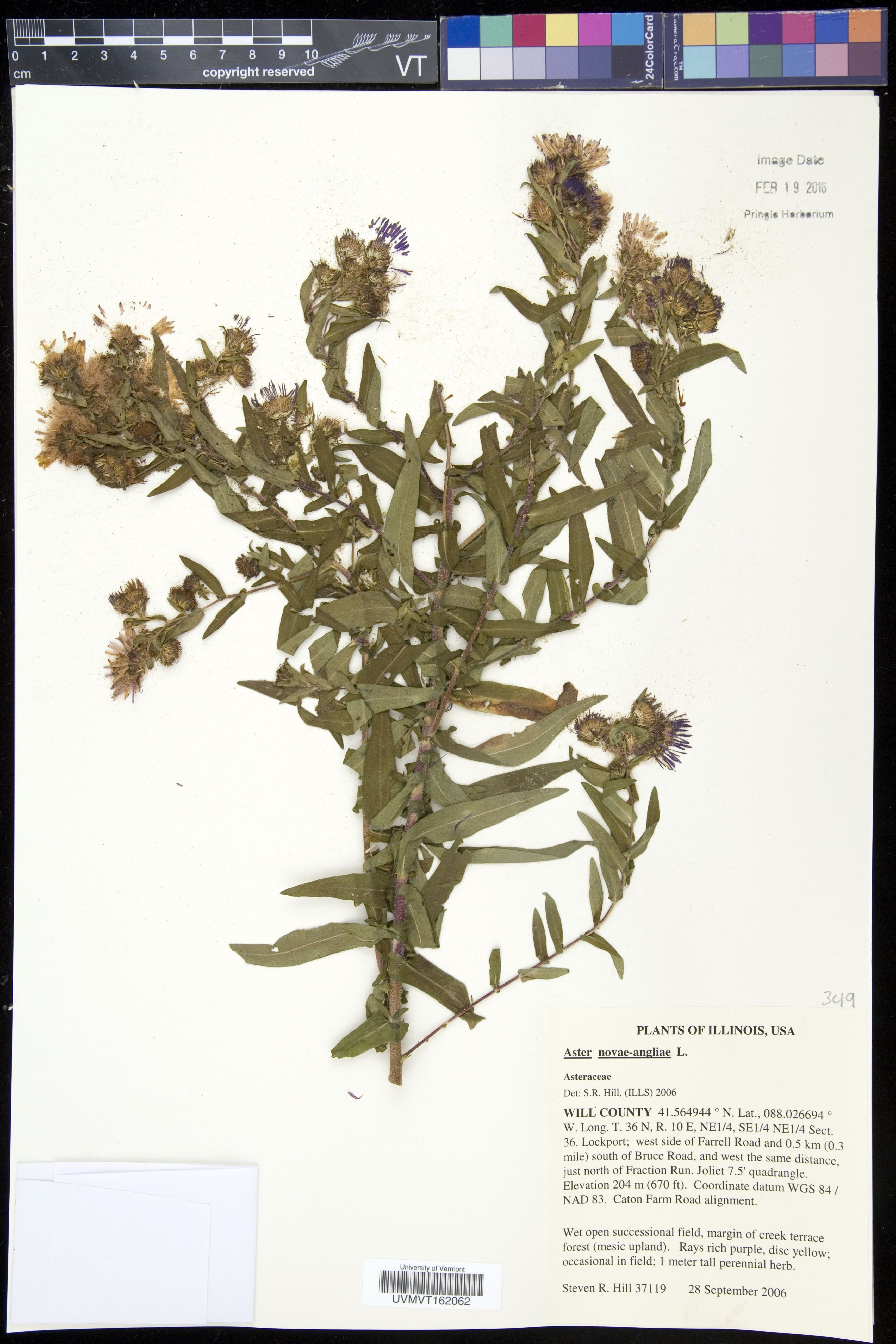Aster novae-angliae - 6