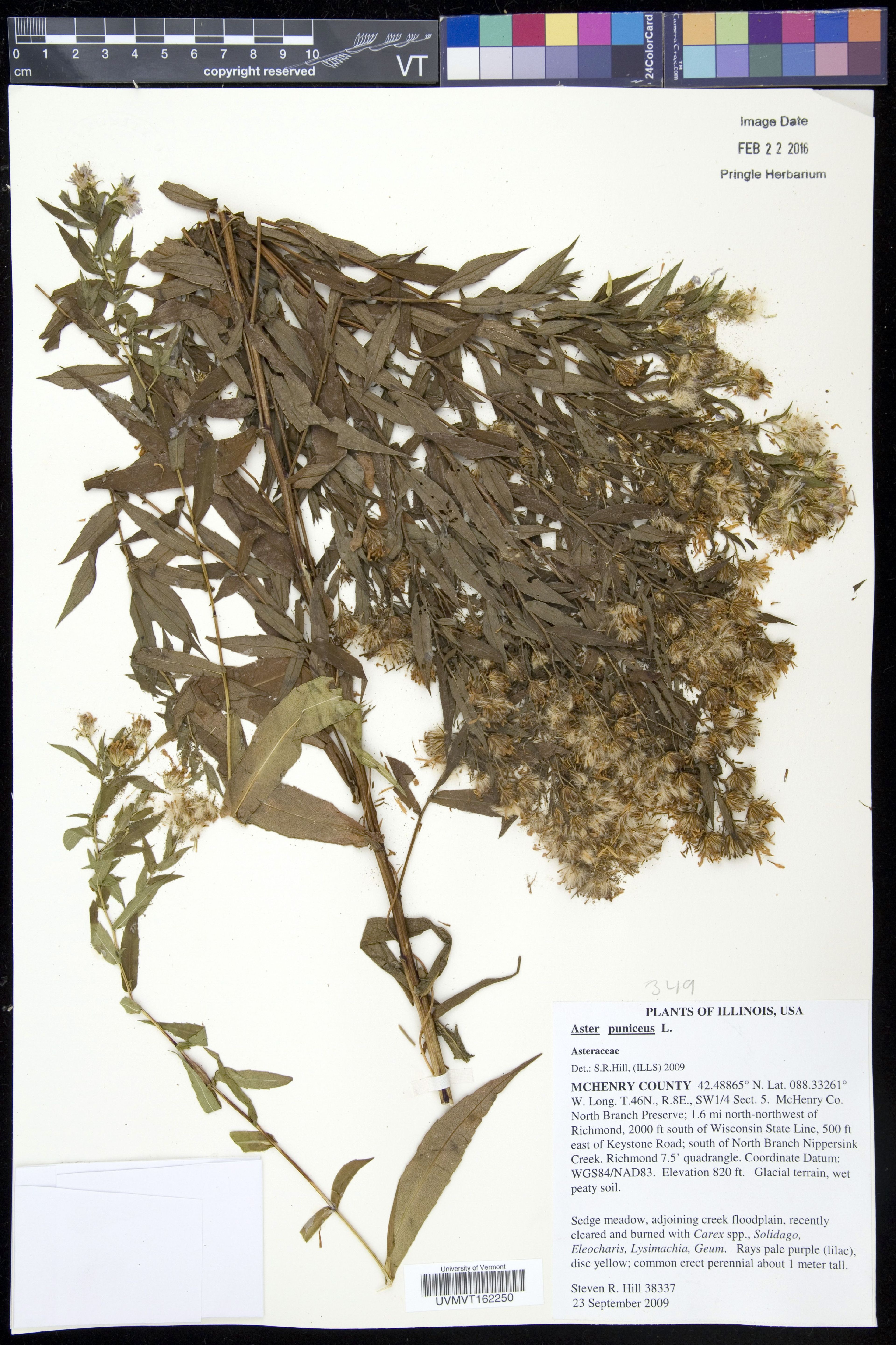 Aster puniceus - 23