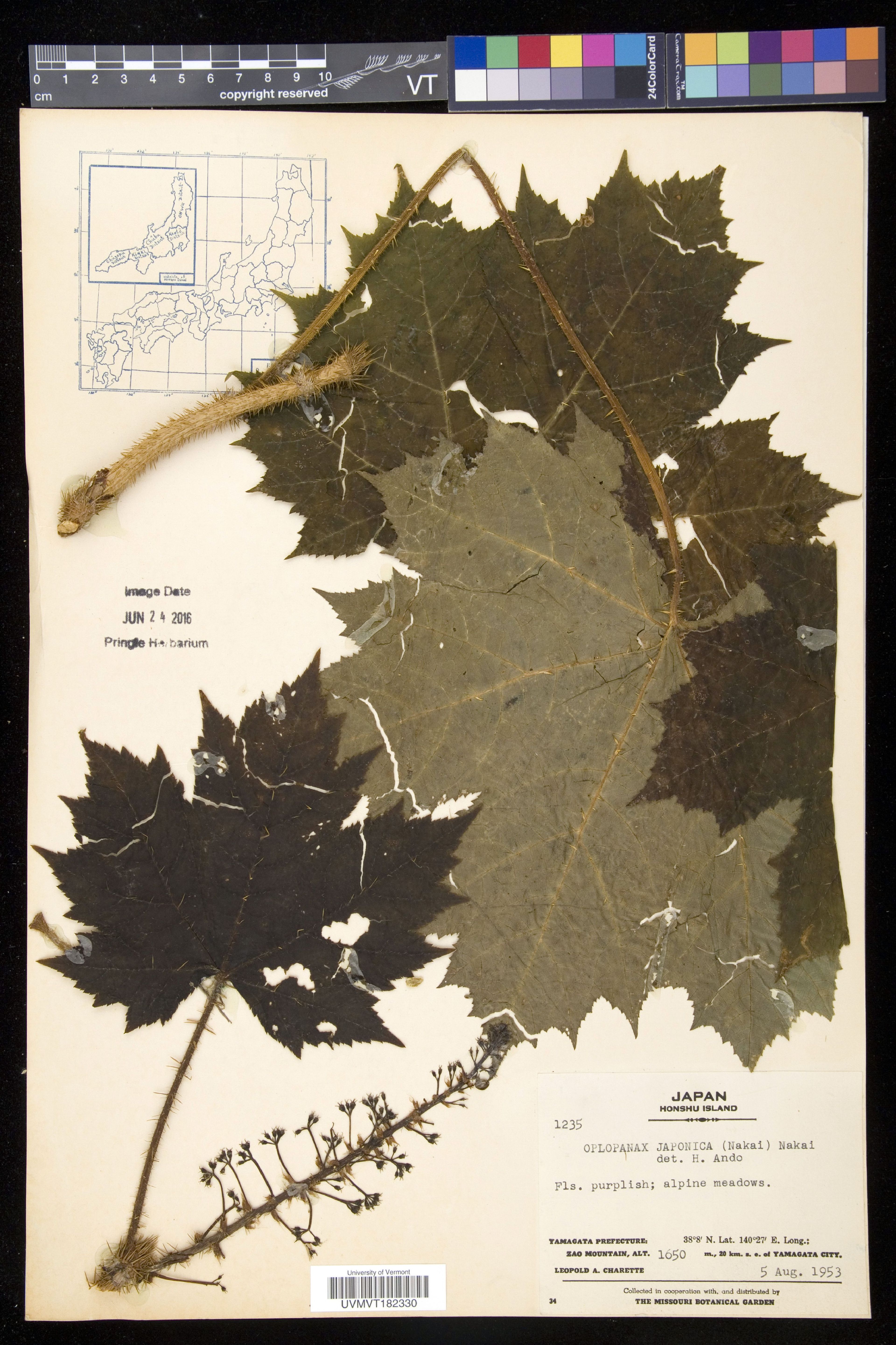 Oplopanax japonicus - 39