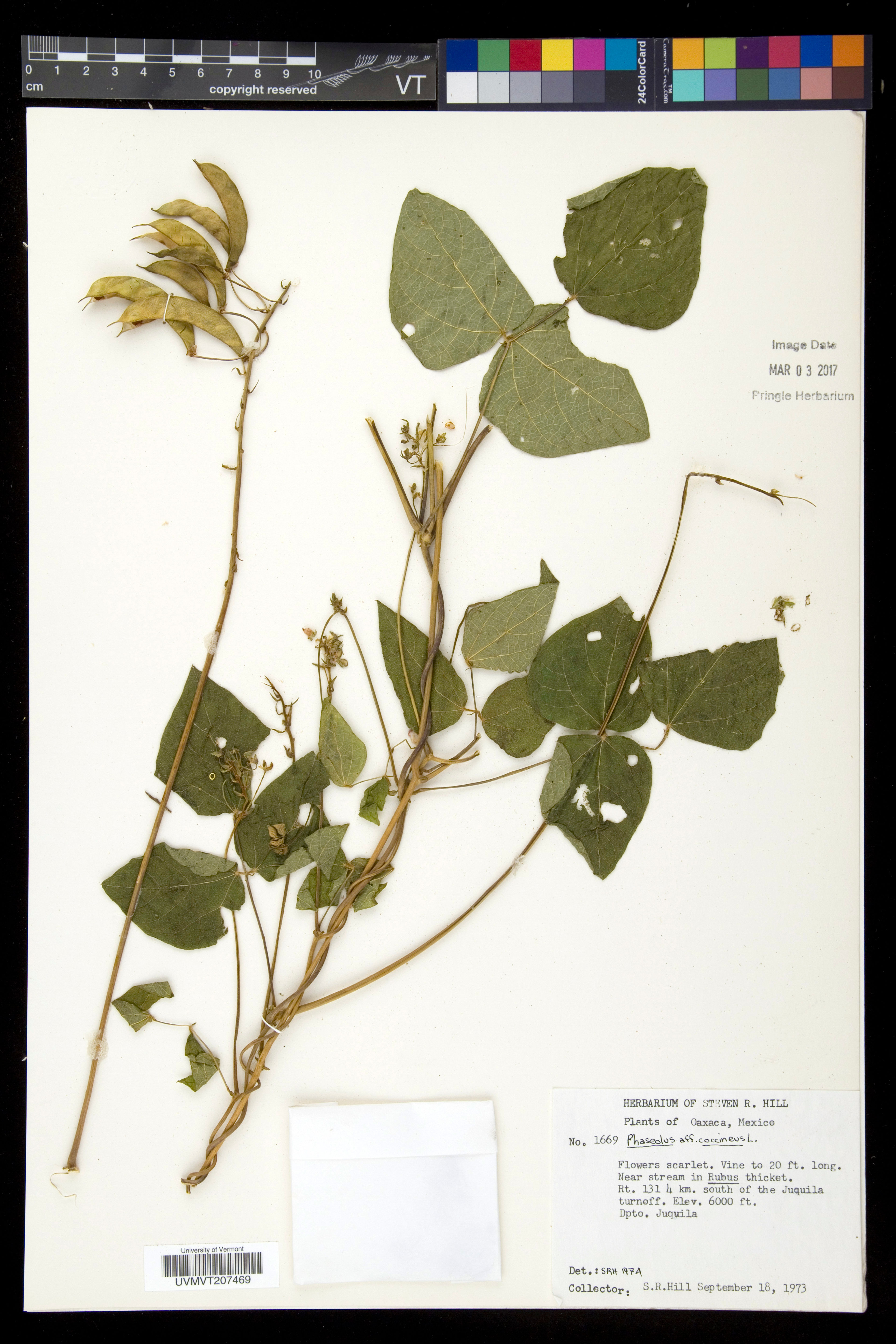 Phaseolus coccineus - 17