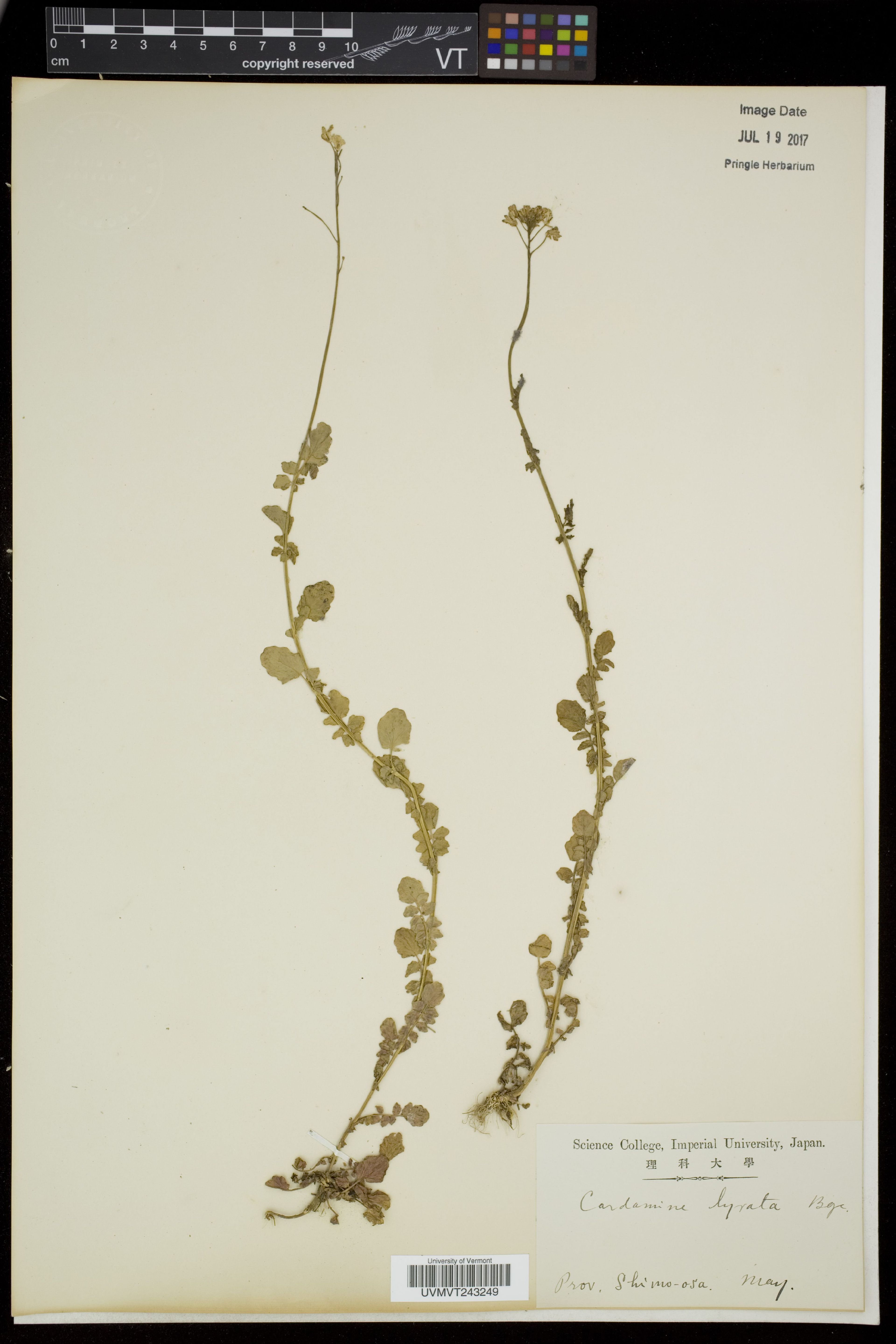 Cardamine lyrata - 19