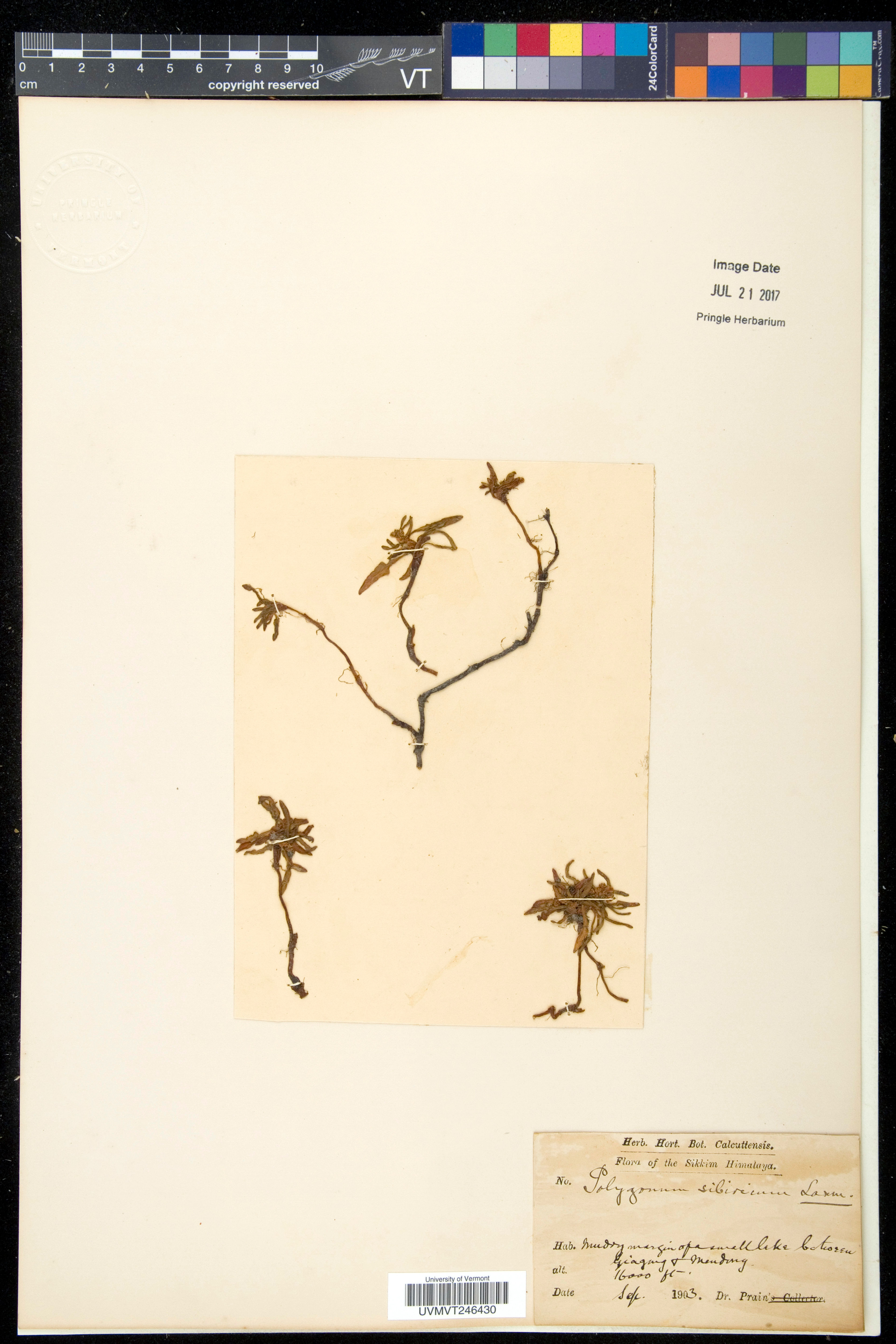 Polygonum sibiricum - 10
