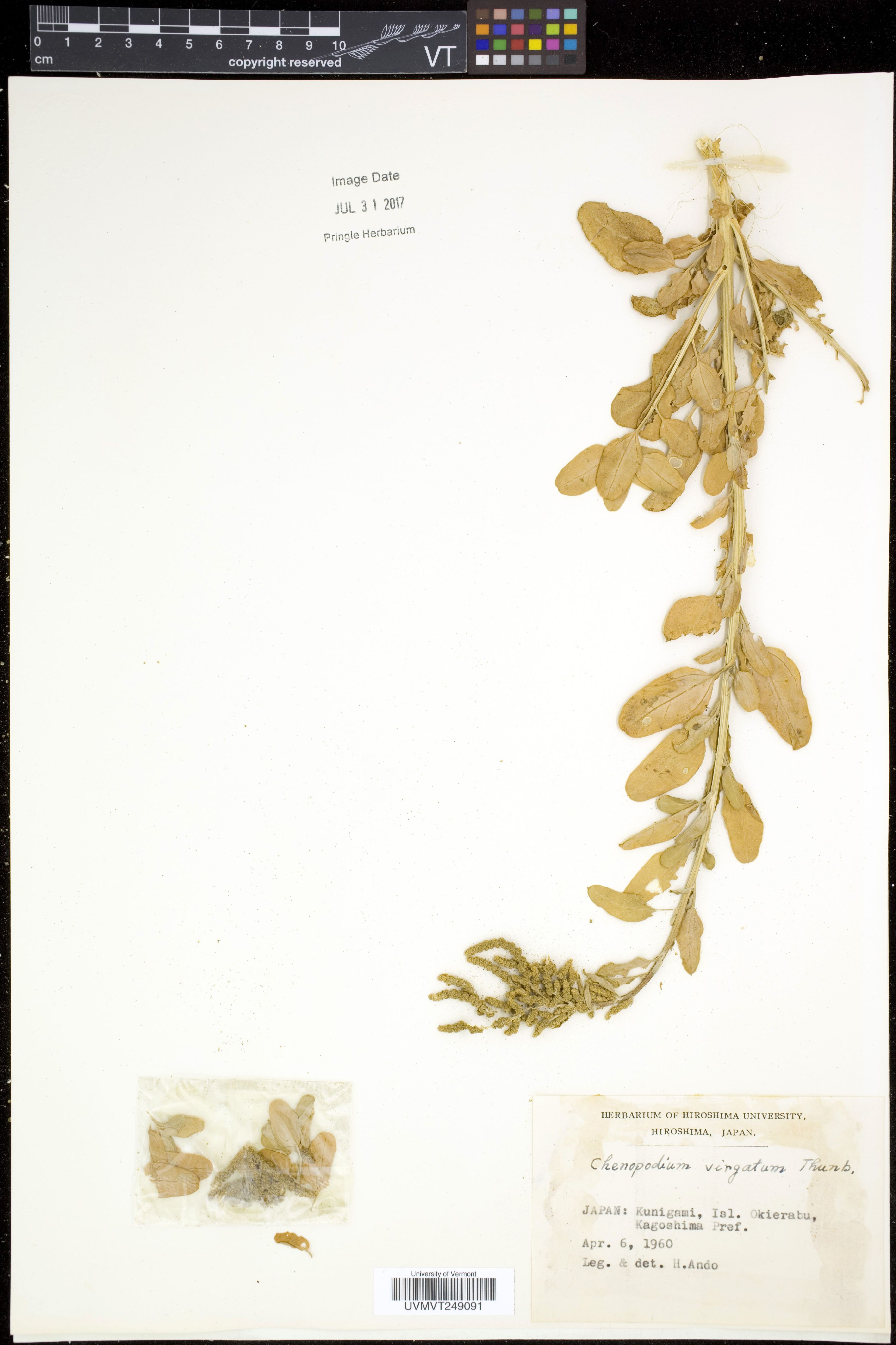 Chenopodium virgatum - 16