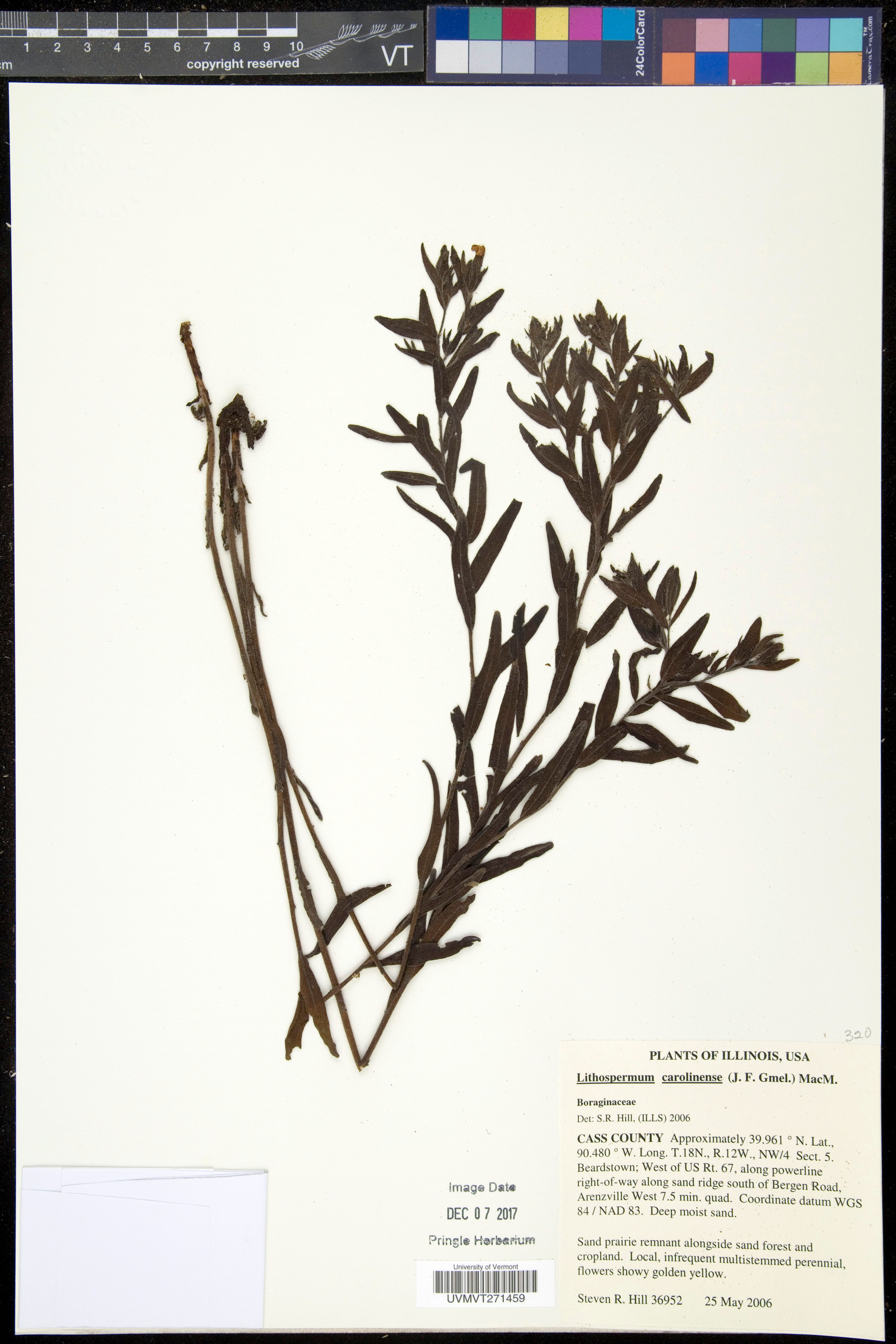 Lithospermum caroliniense - 103