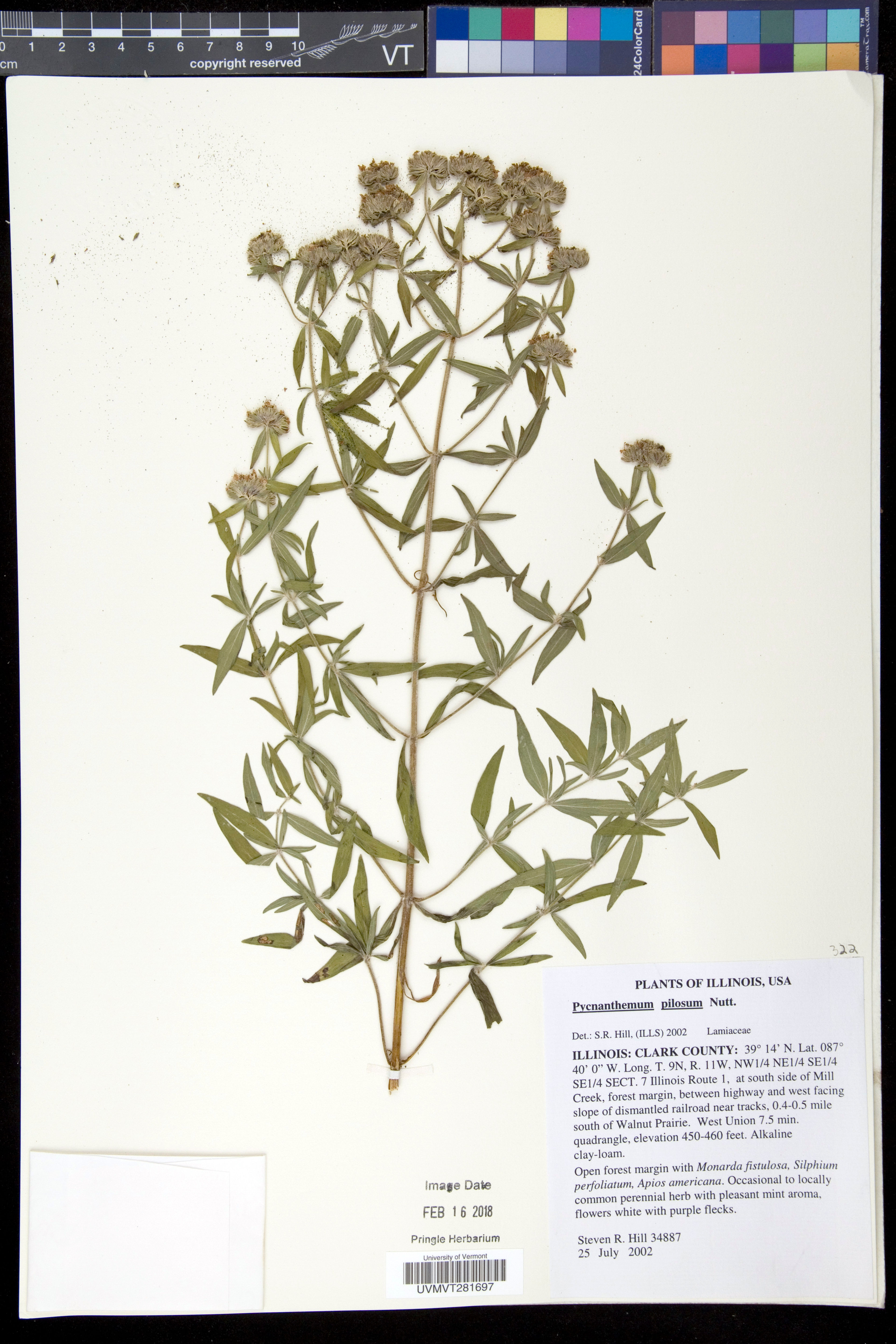 Pycnanthemum pilosum - 97