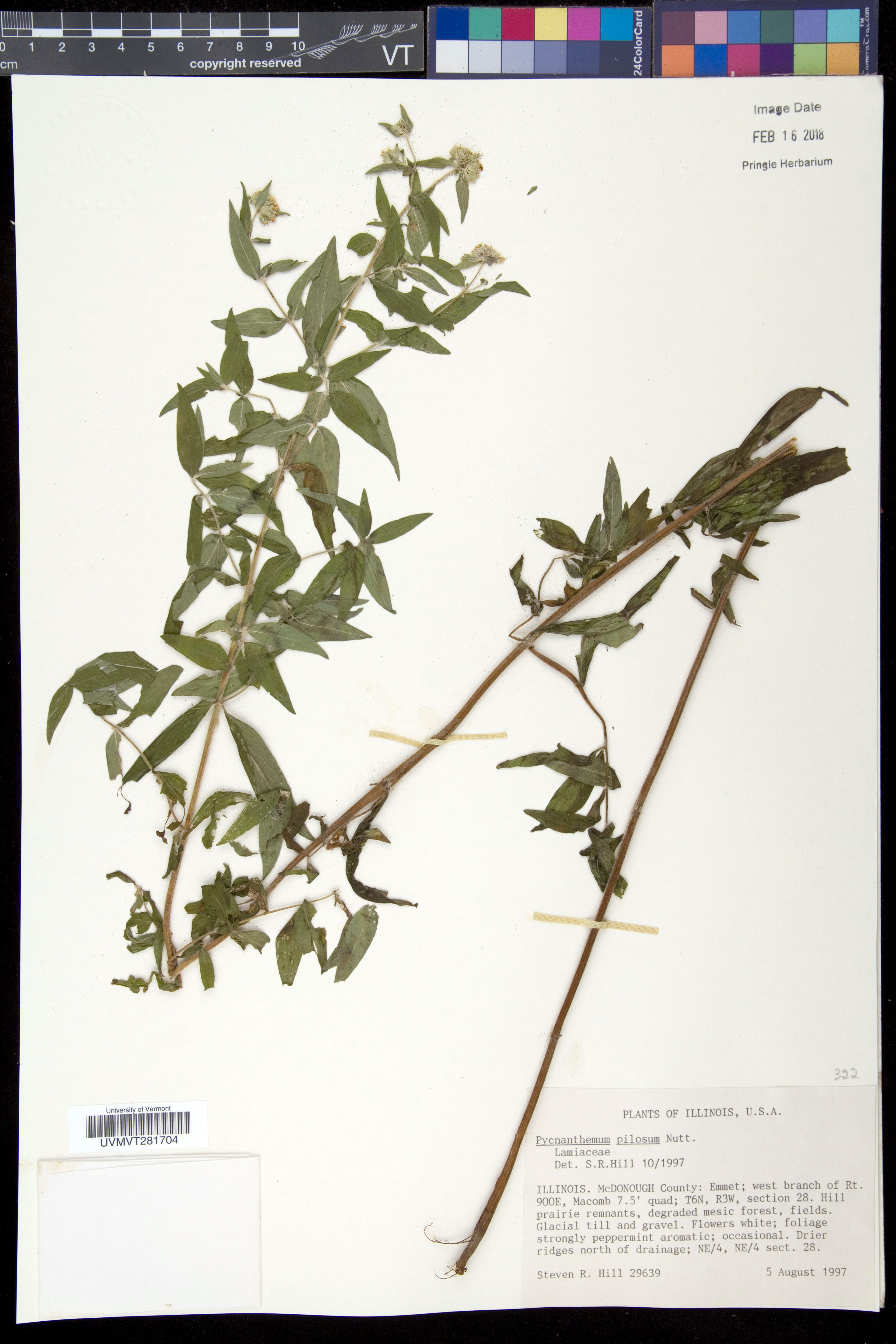 Pycnanthemum pilosum - 105