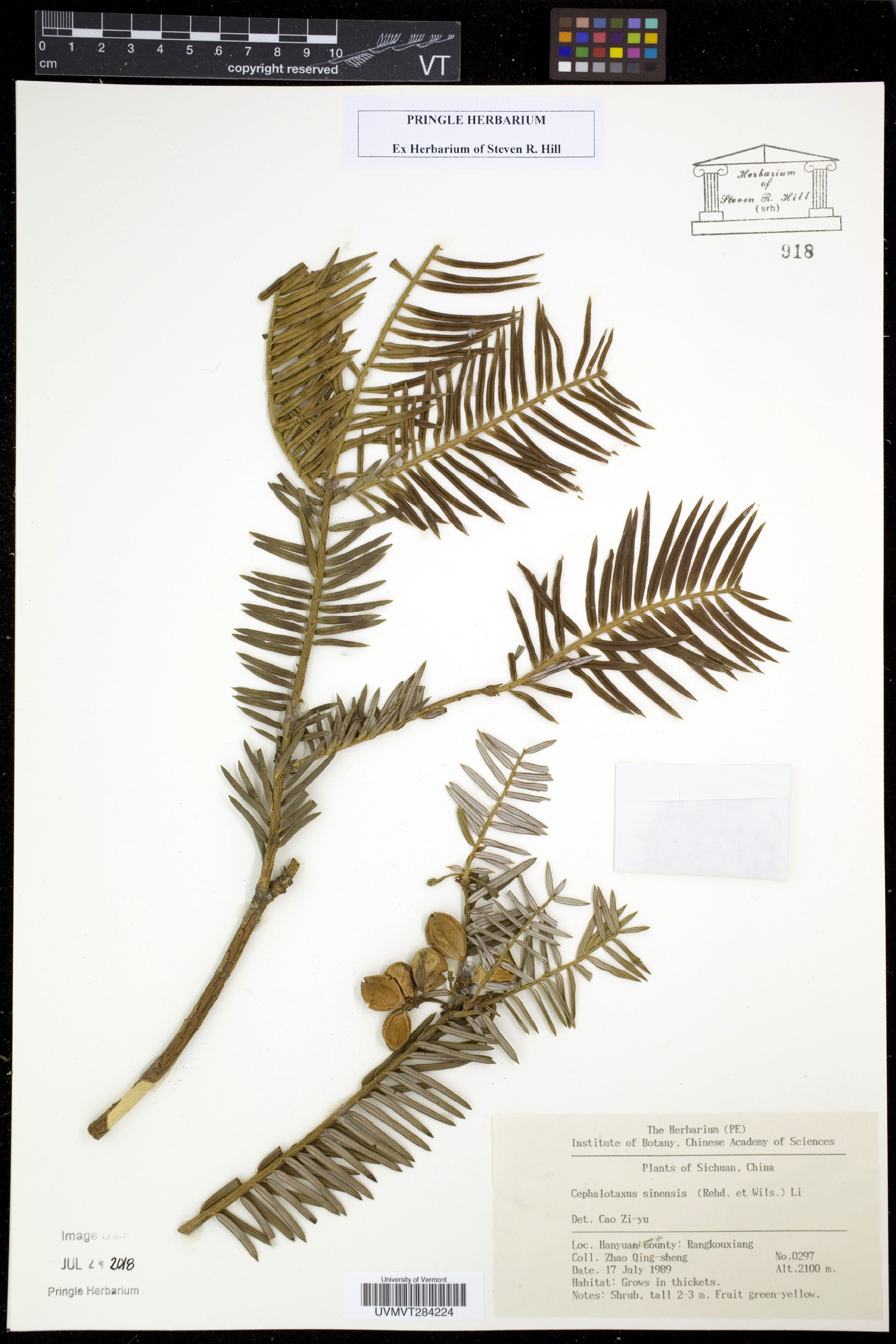 Cephalotaxus sinensis - 12