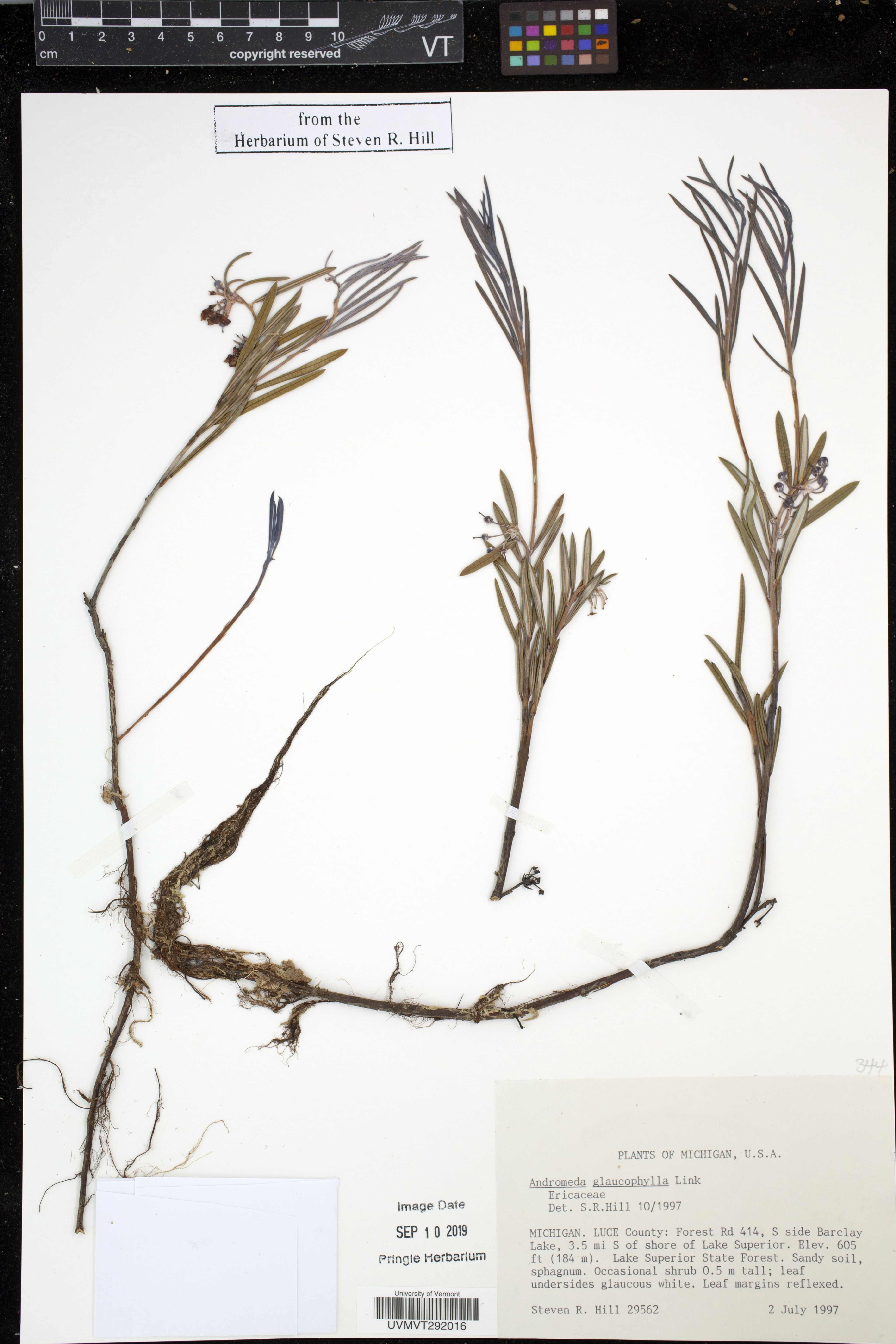 Andromeda glaucophylla - 34