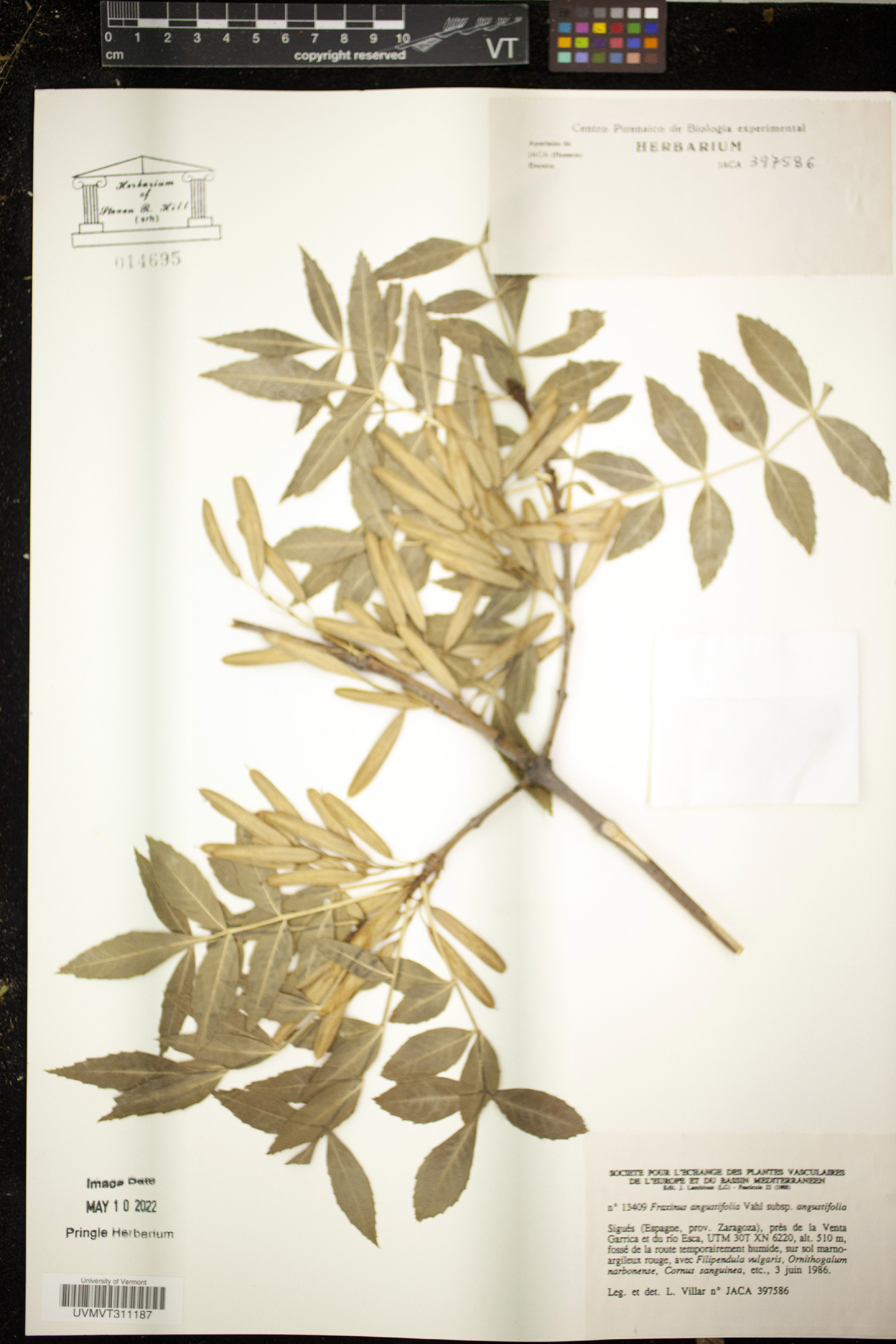 Fraxinus angustifolia - 16