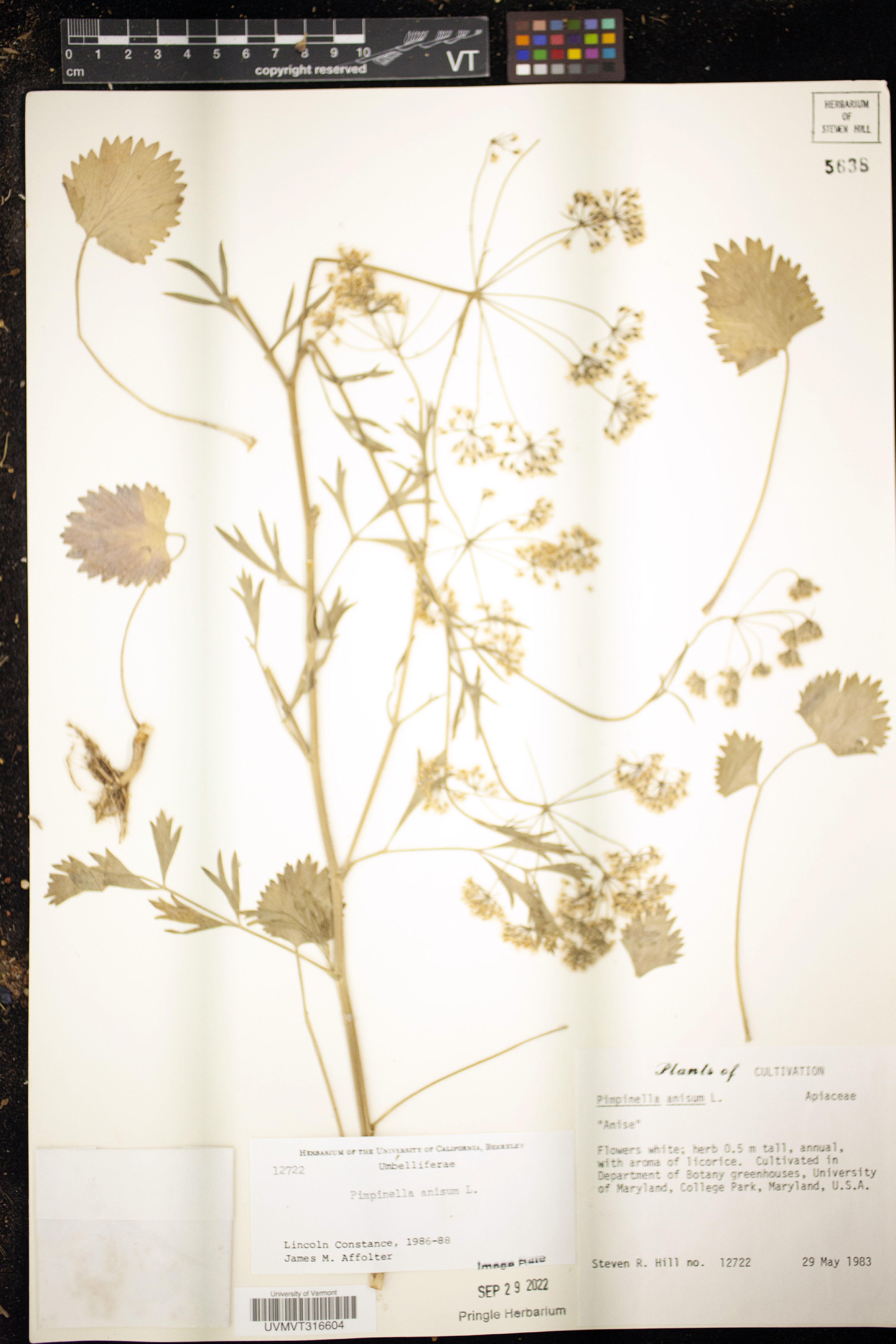 Pimpinella anisum - 1