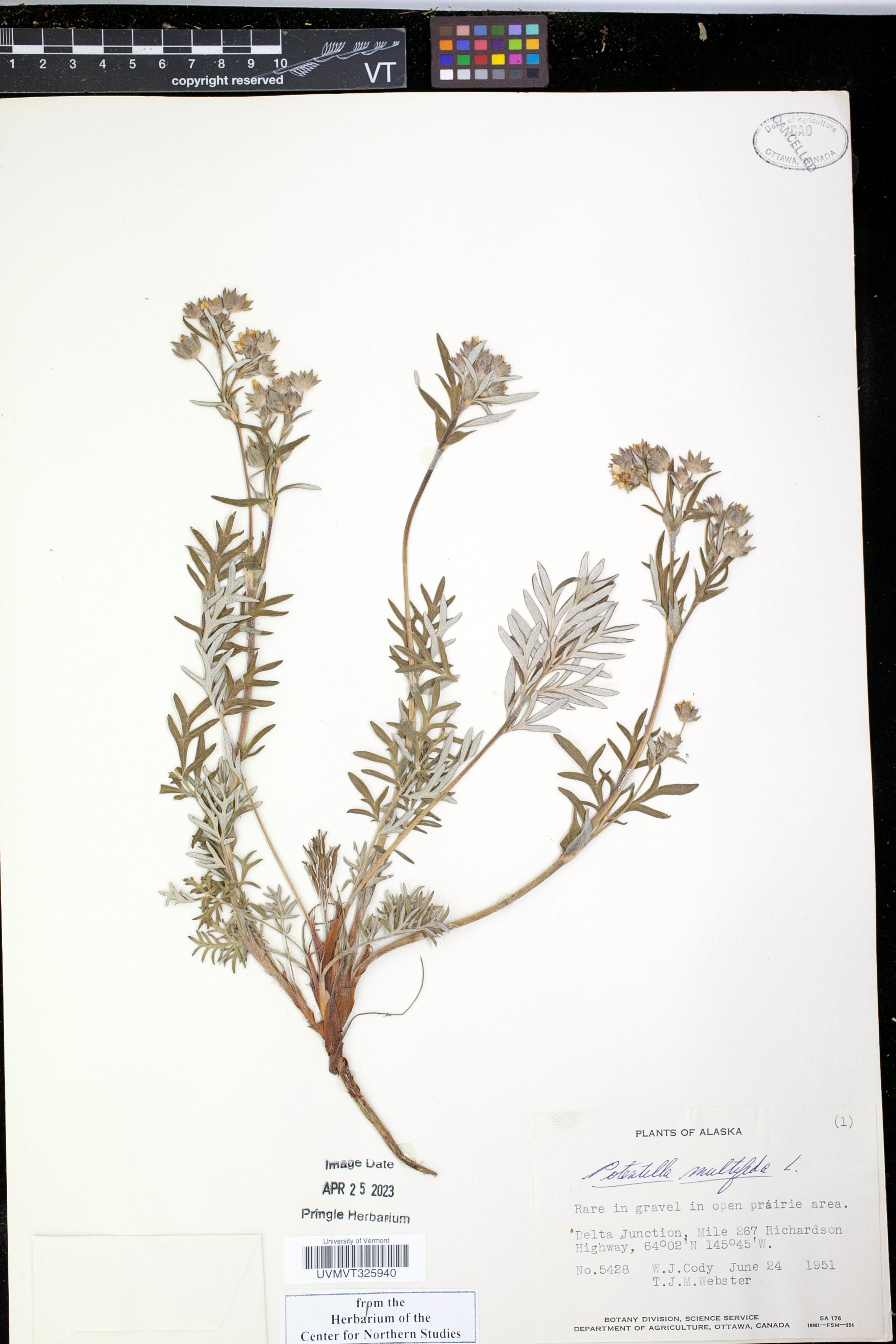 Potentilla multifida - 25