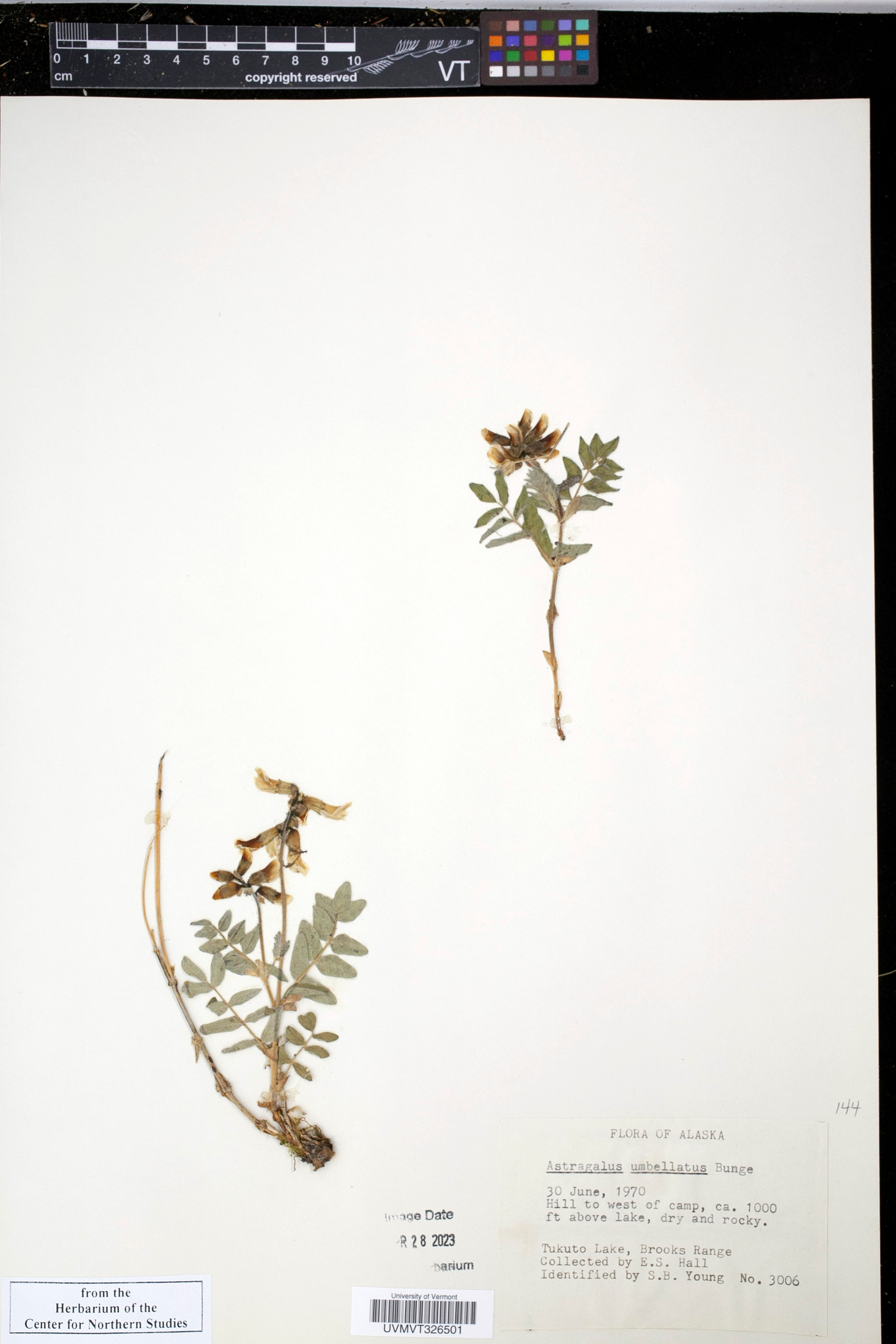 Astragalus umbellatus - 26