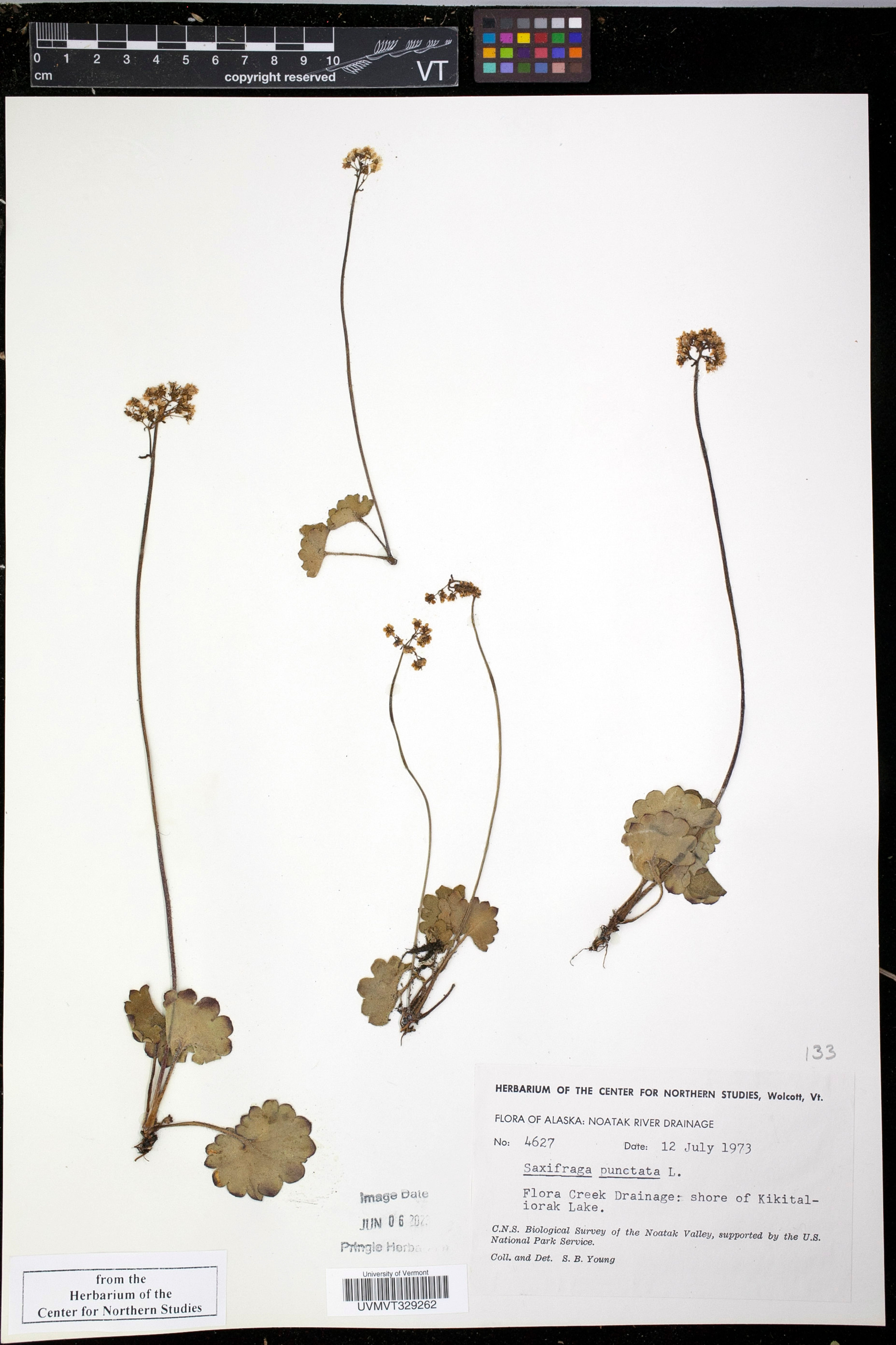 Saxifraga punctata - 8