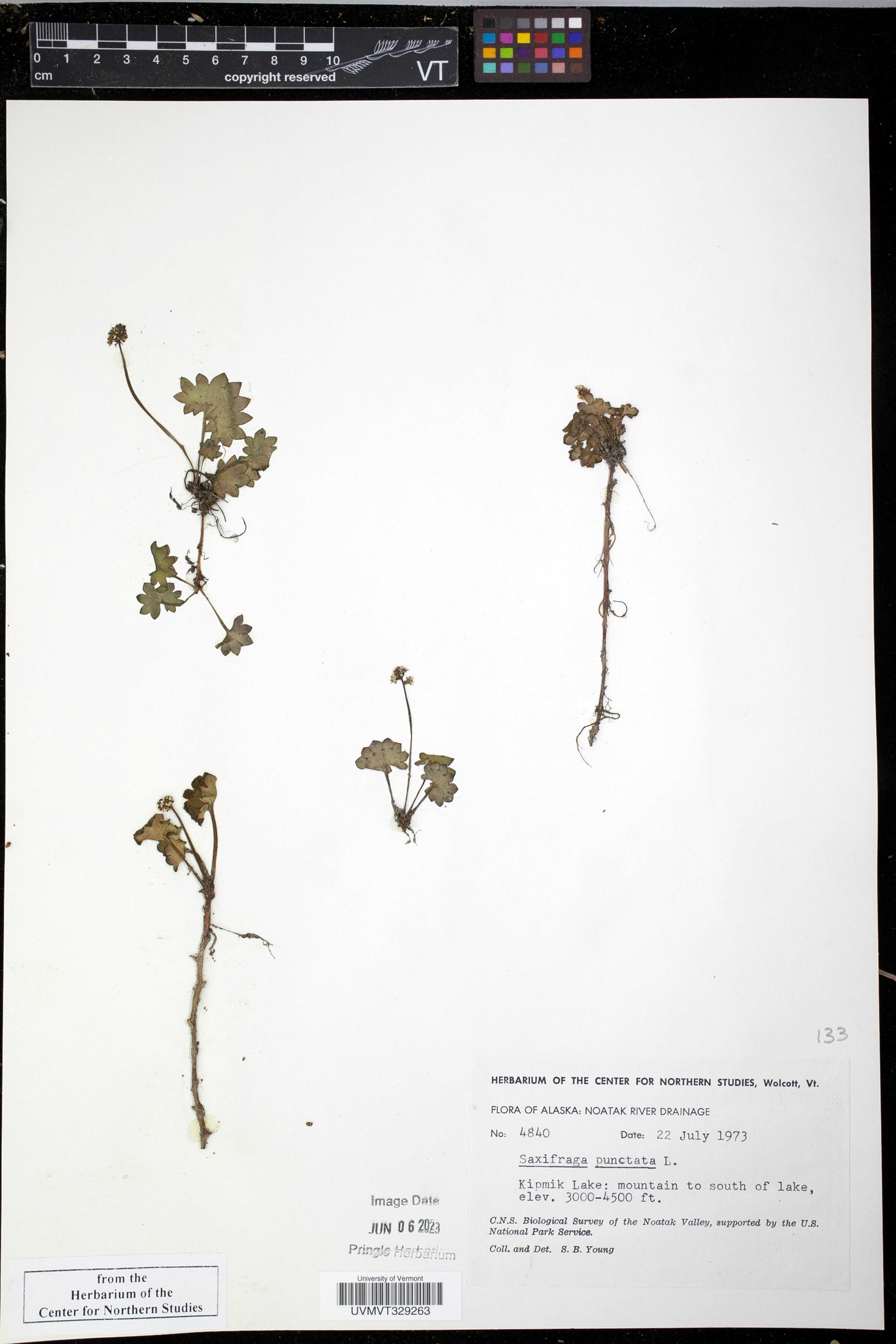 Saxifraga punctata - 24