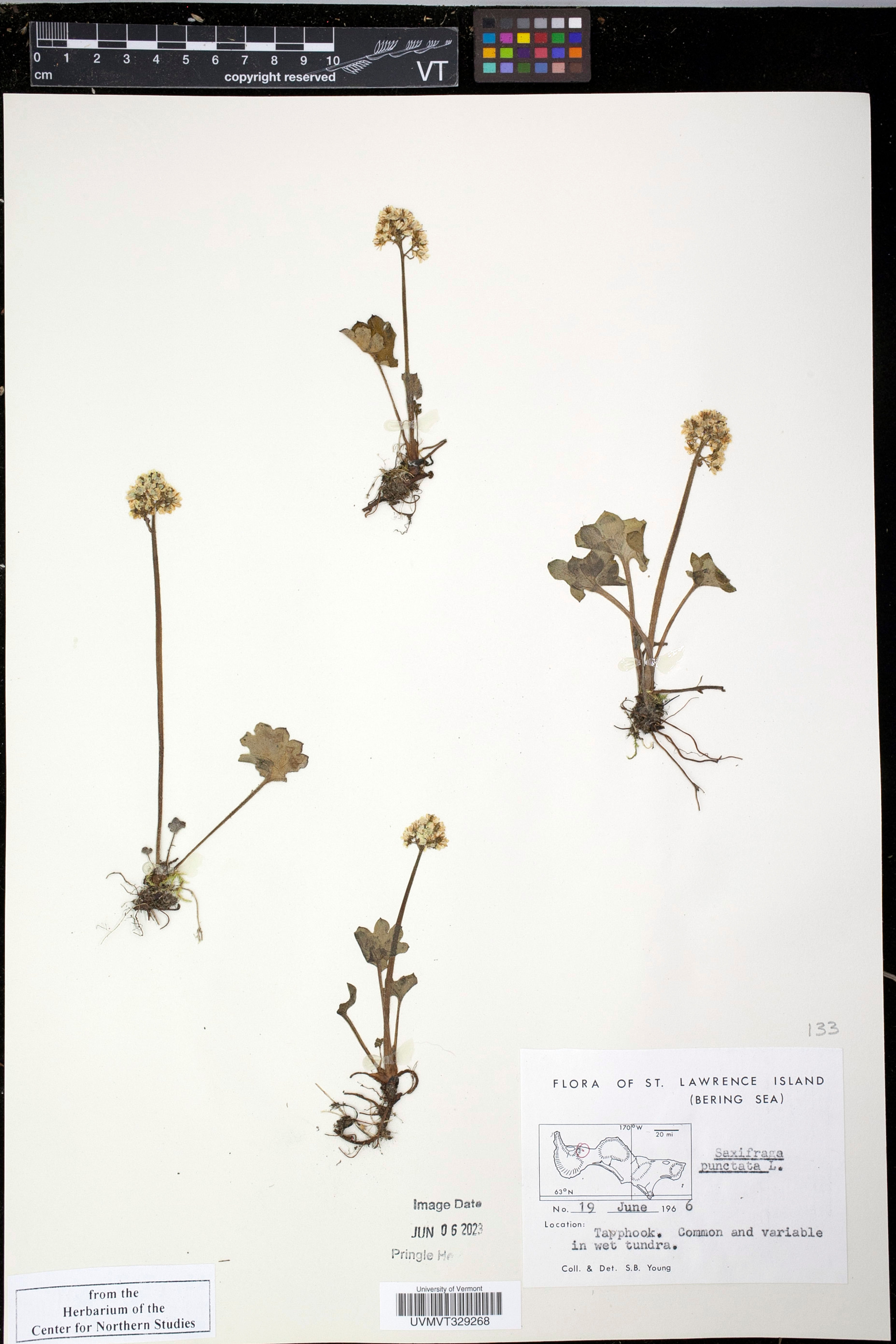 Saxifraga punctata - 2