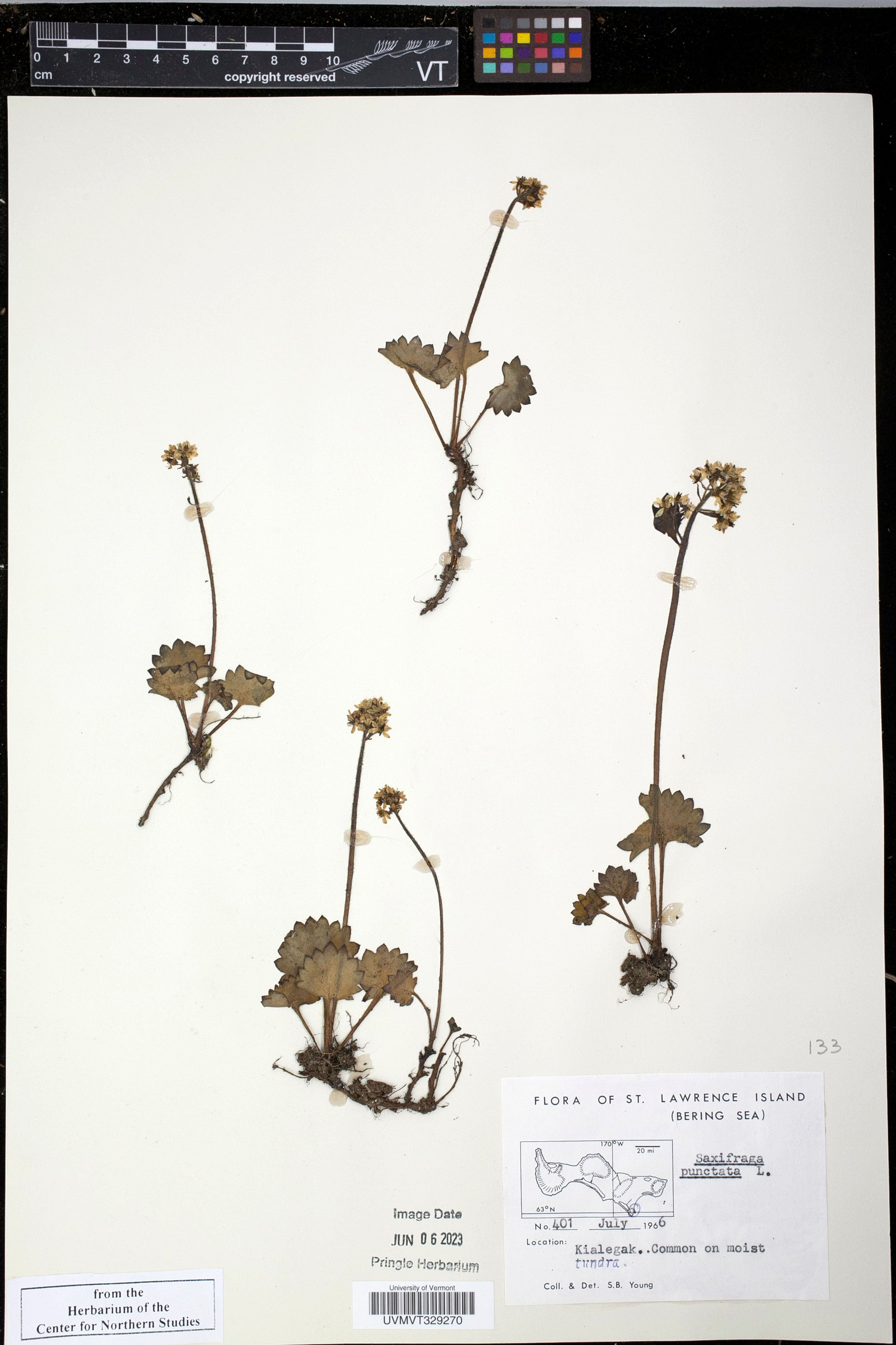 Saxifraga punctata - 27