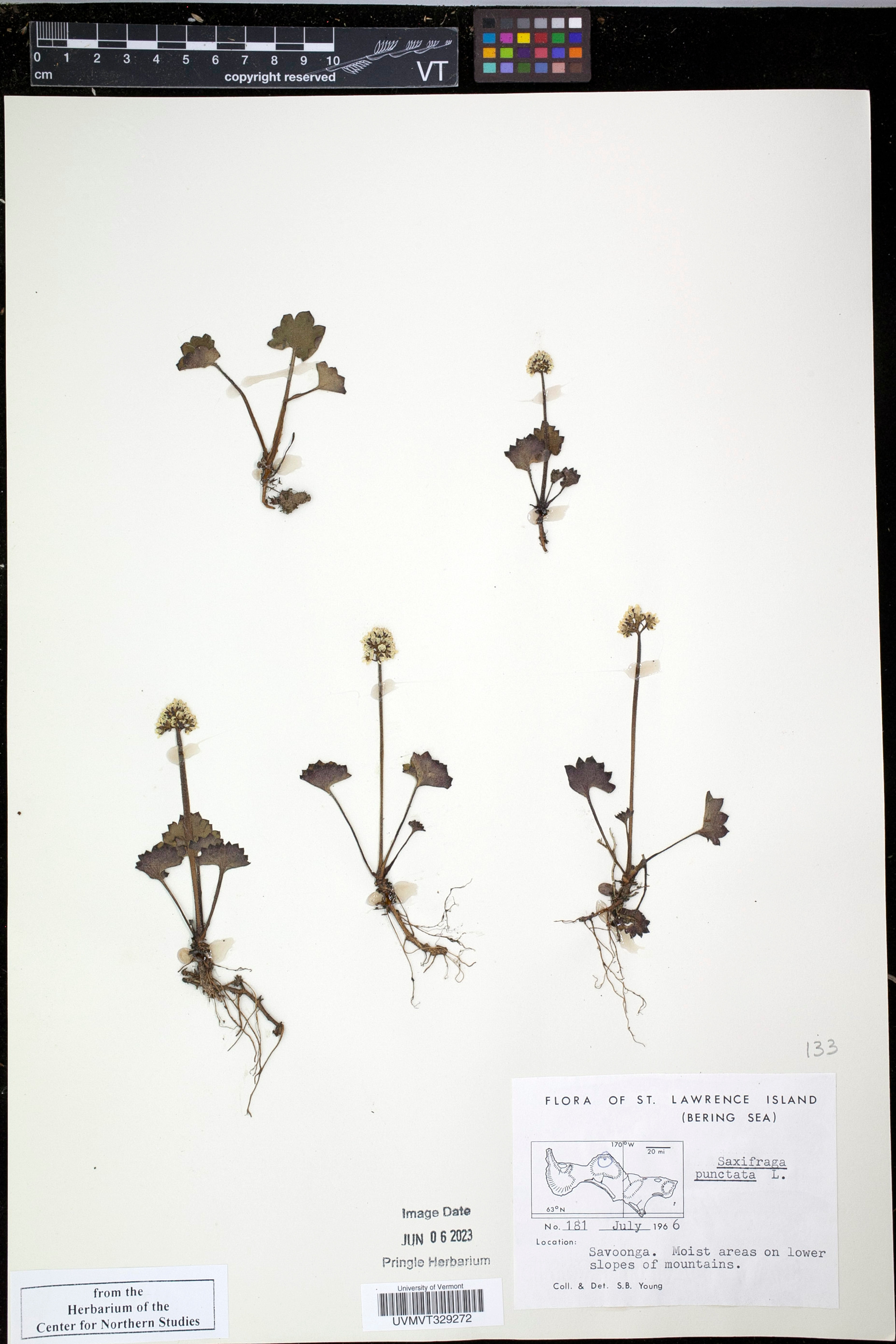 Saxifraga punctata - 15