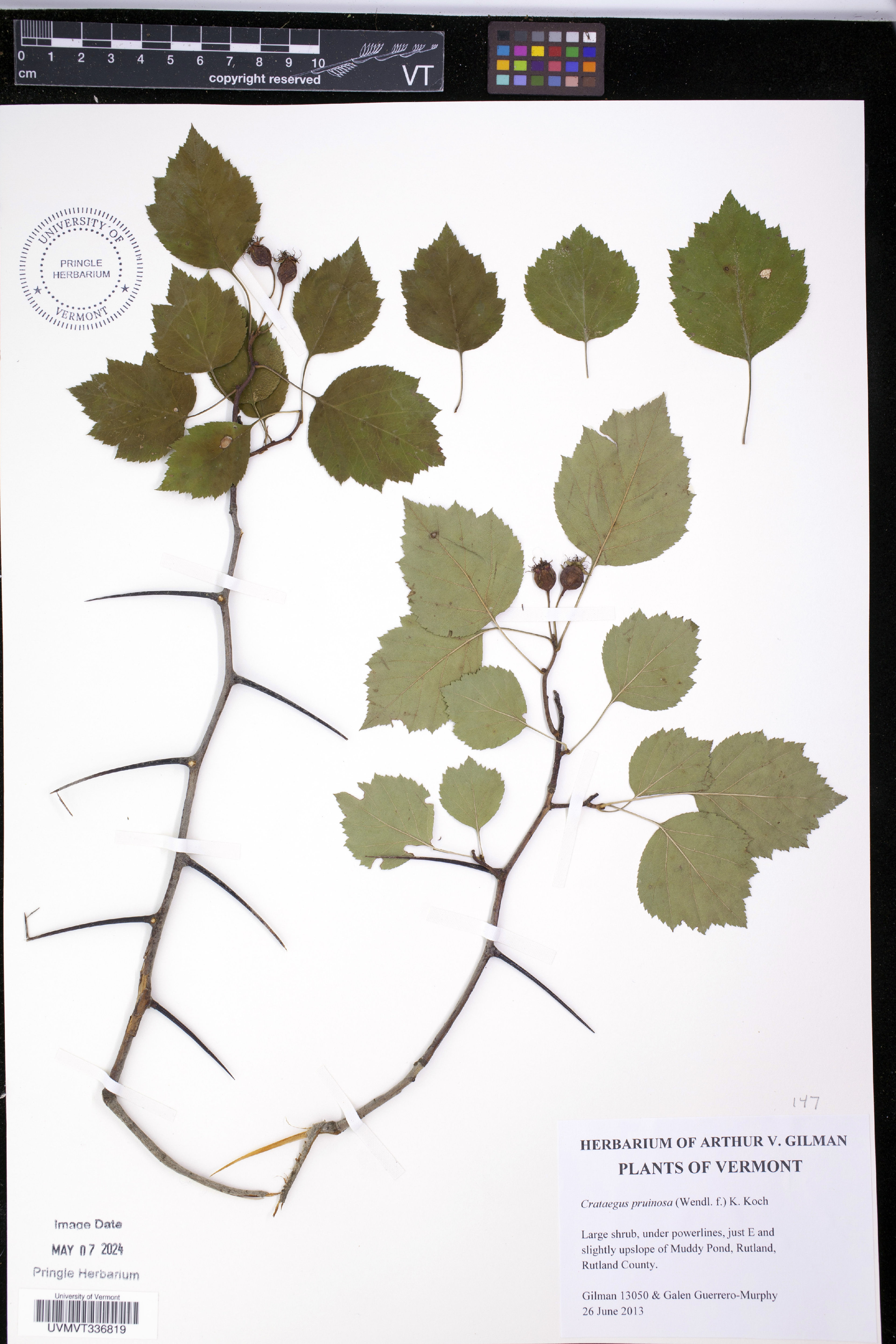 Crataegus pruinosa - 11