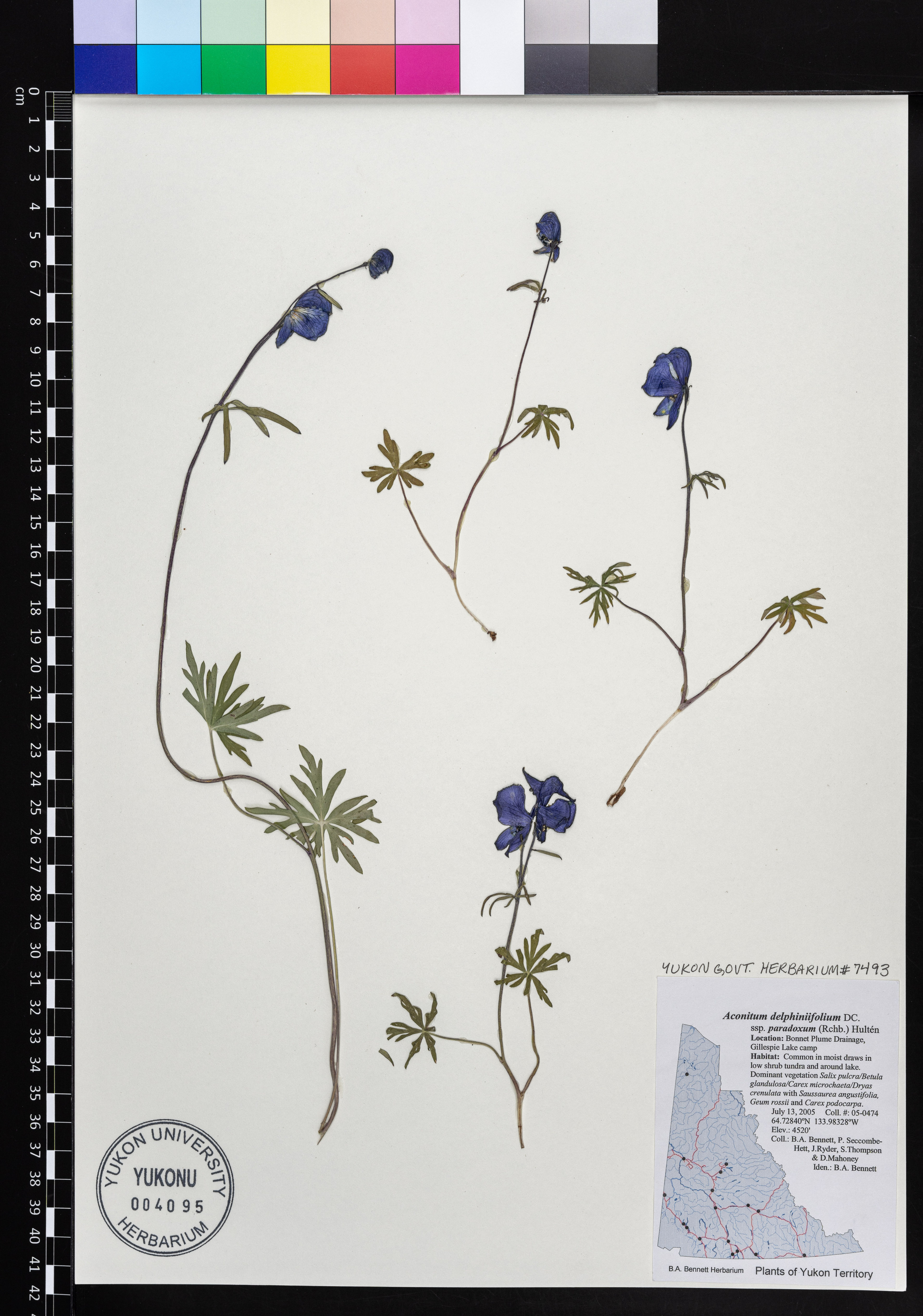Aconitum delphinifolium - 25