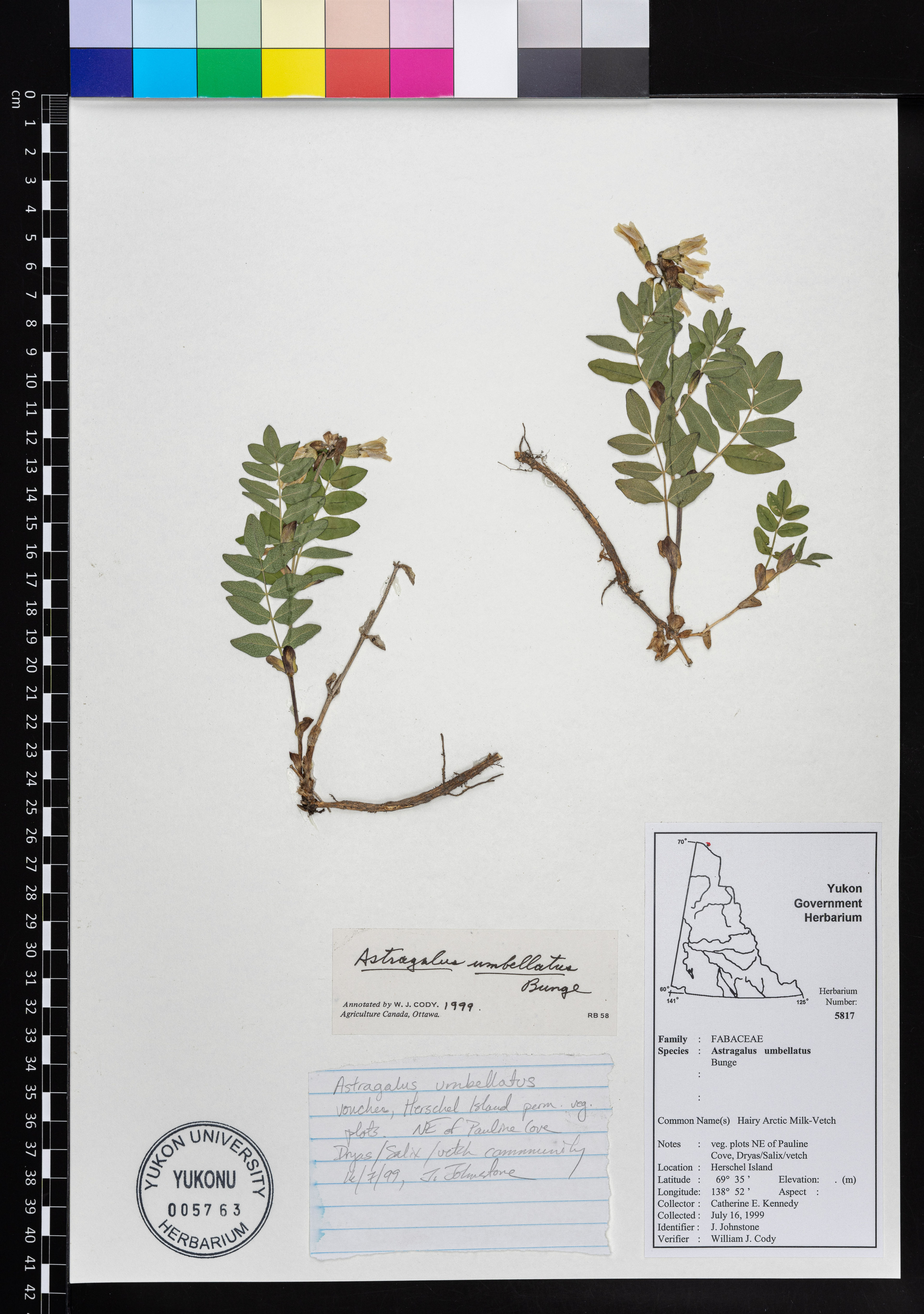 Astragalus umbellatus - 50
