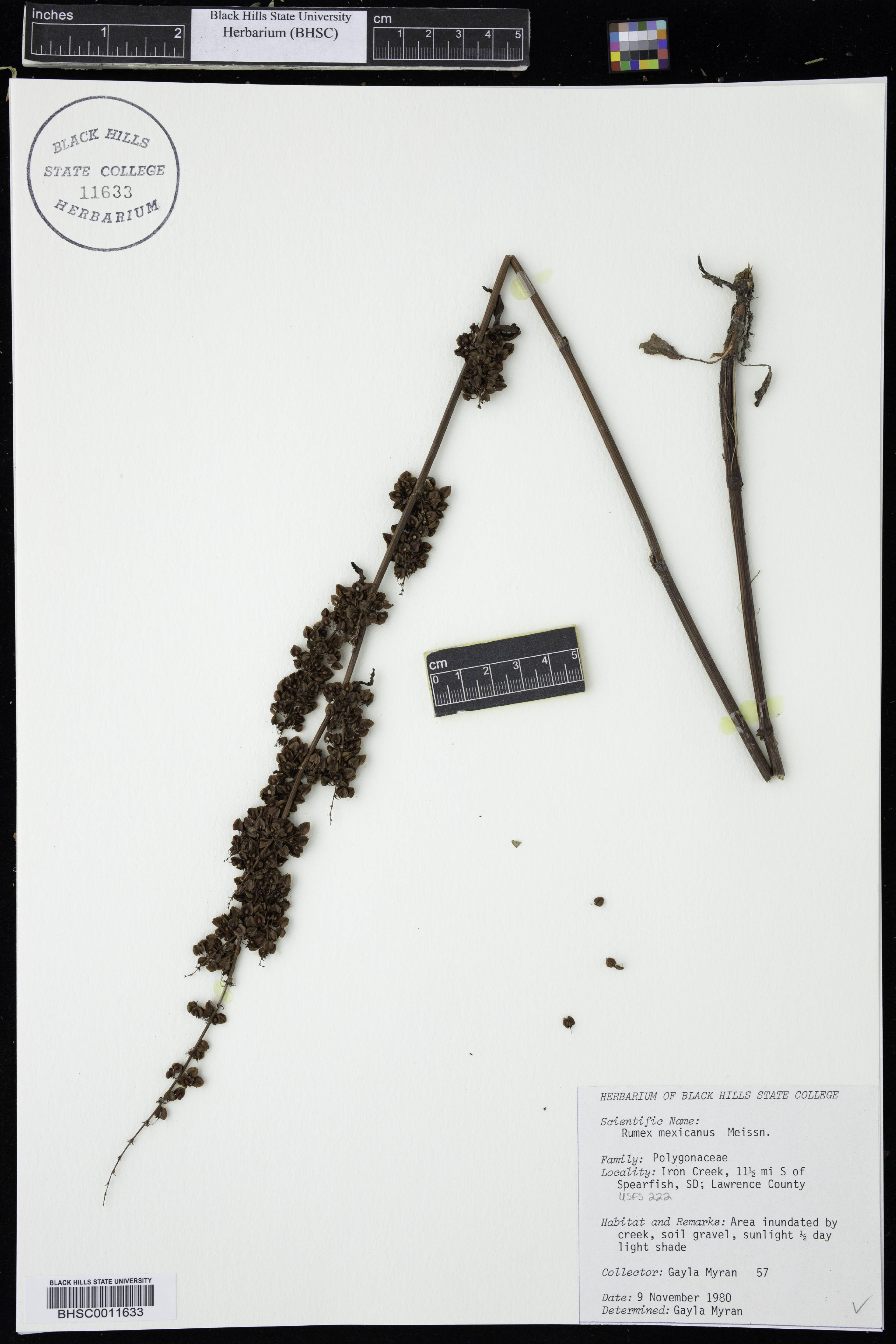 Rumex mexicanus - 108