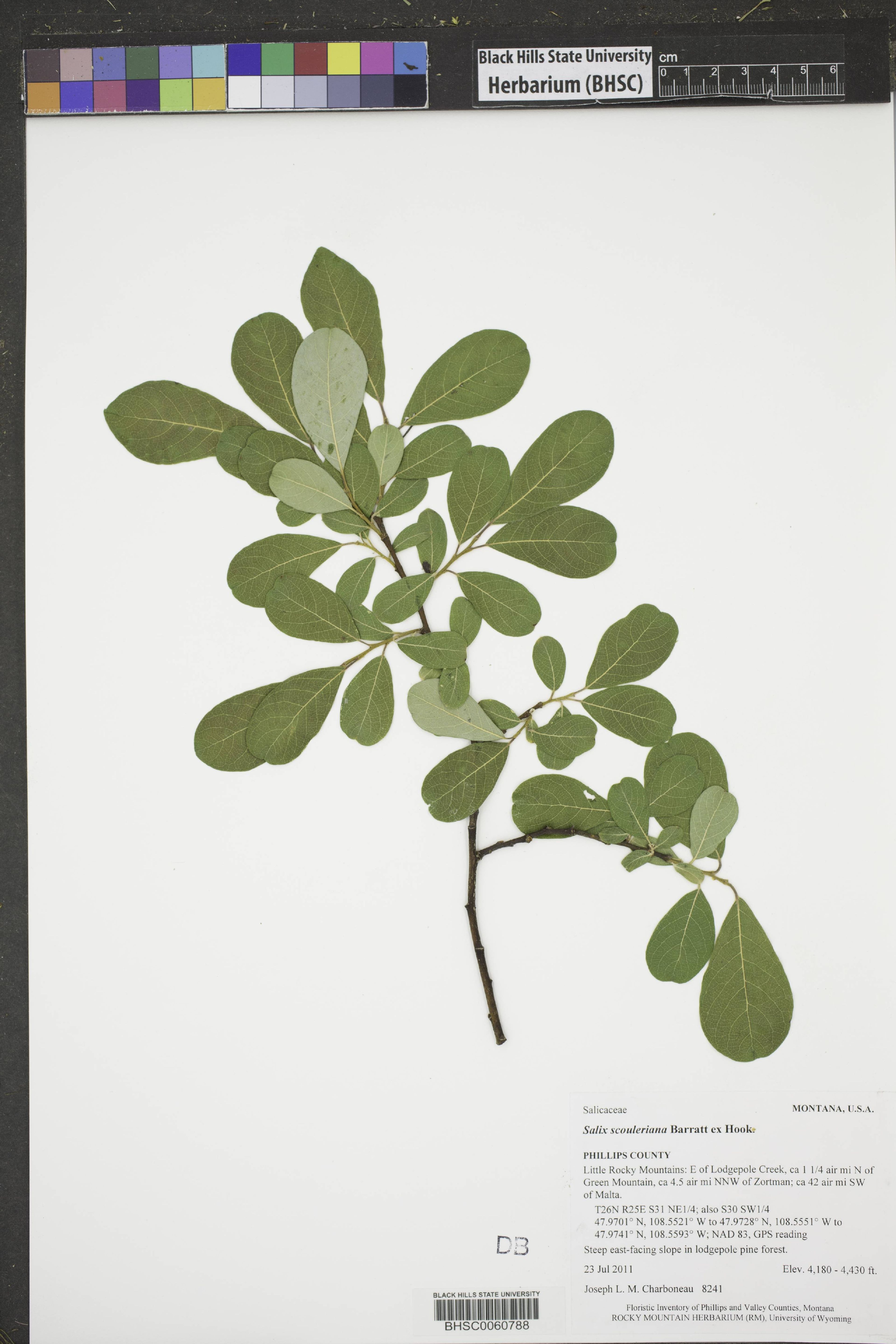 Salix scouleriana - 37