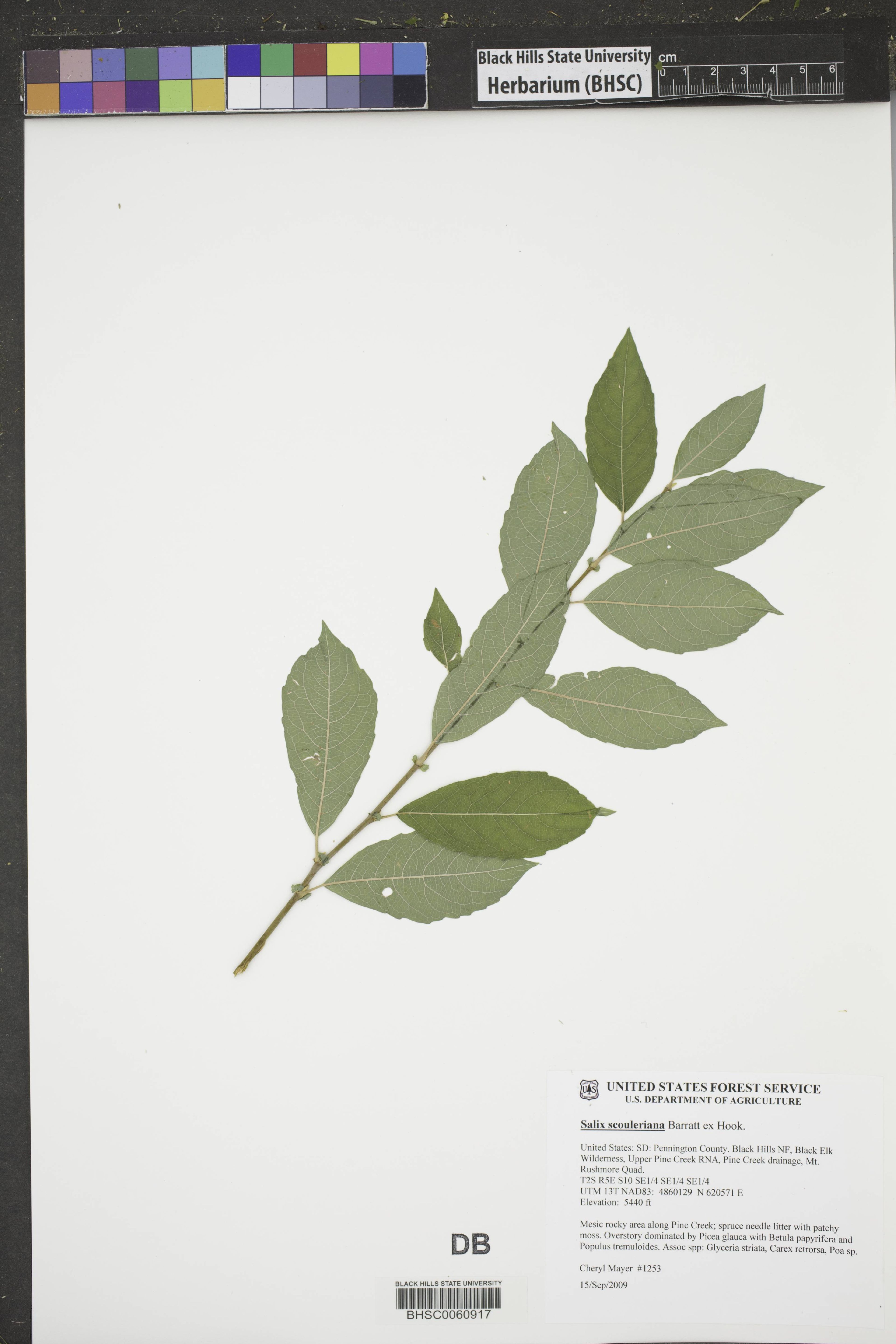 Salix scouleriana - 69