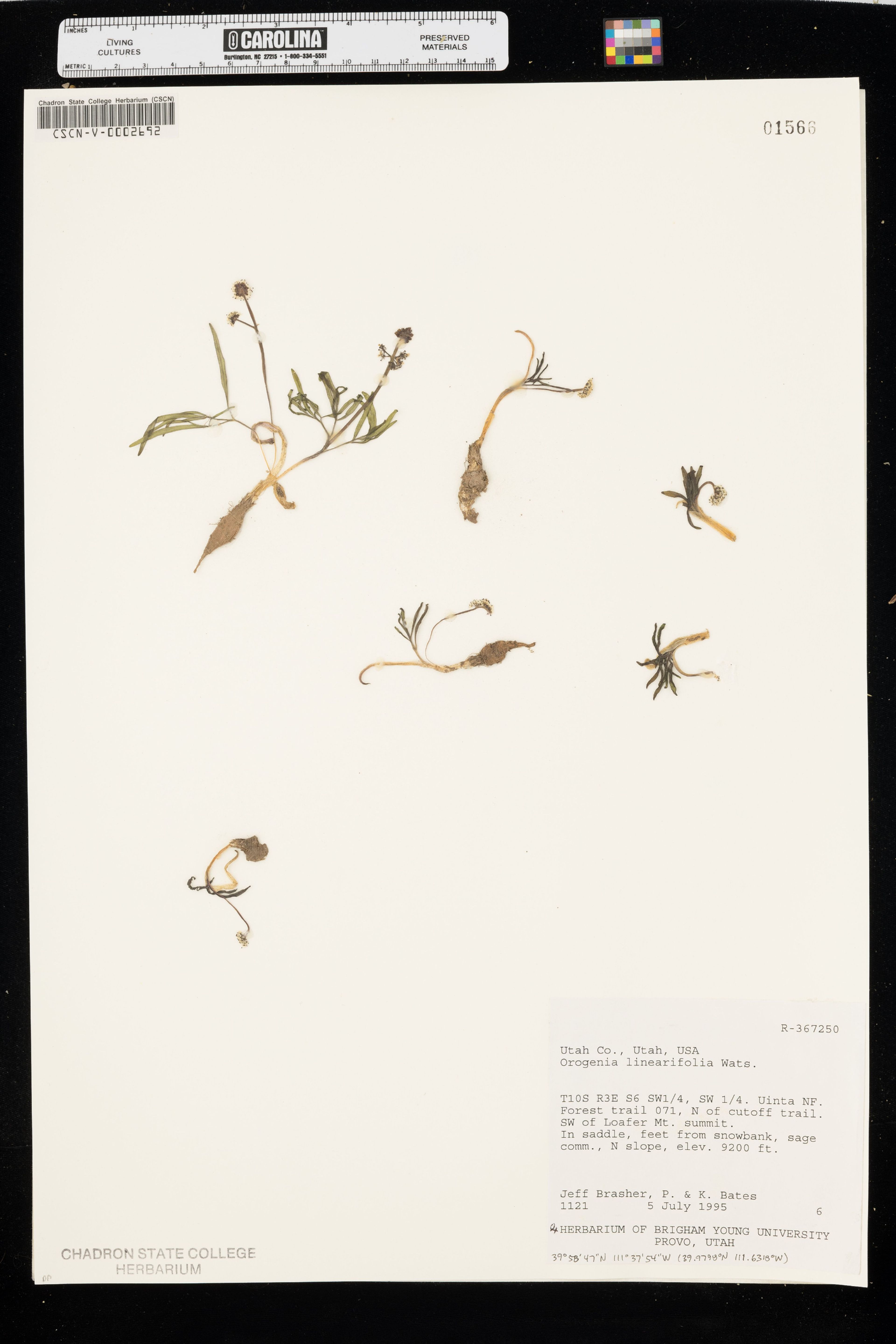 Orogenia linearifolia - 10