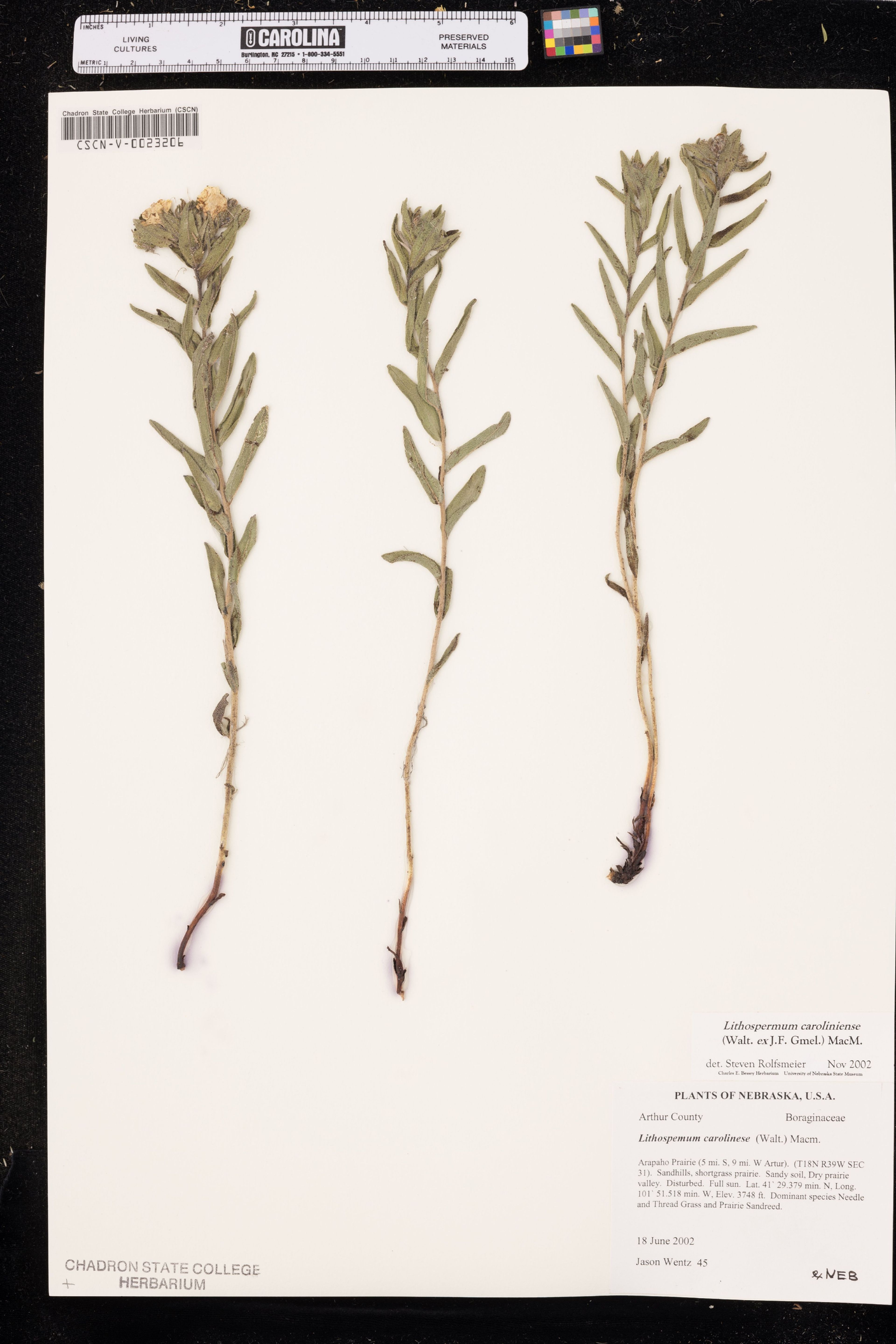 Lithospermum caroliniense - 22