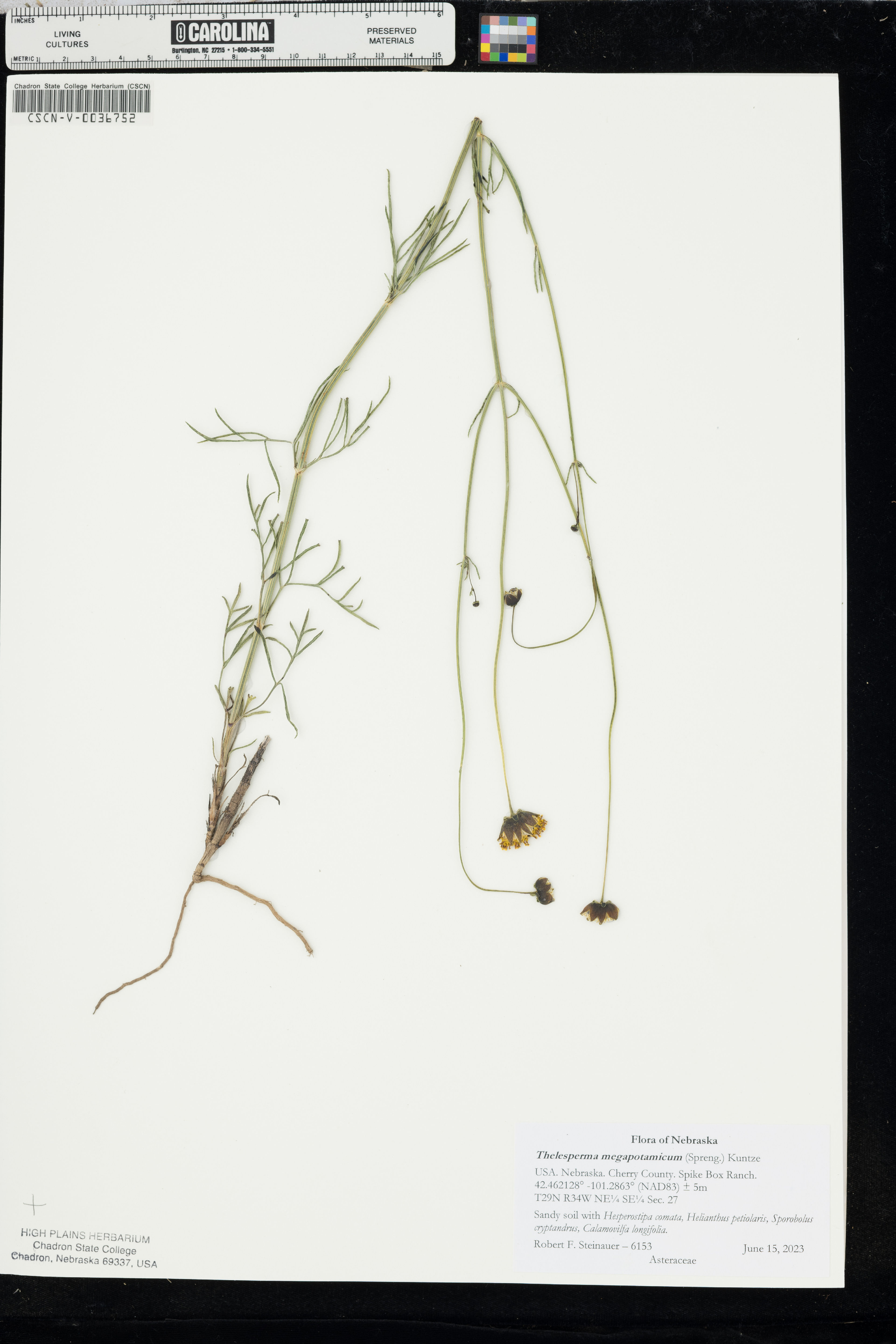 Thelesperma megapotamicum - 51