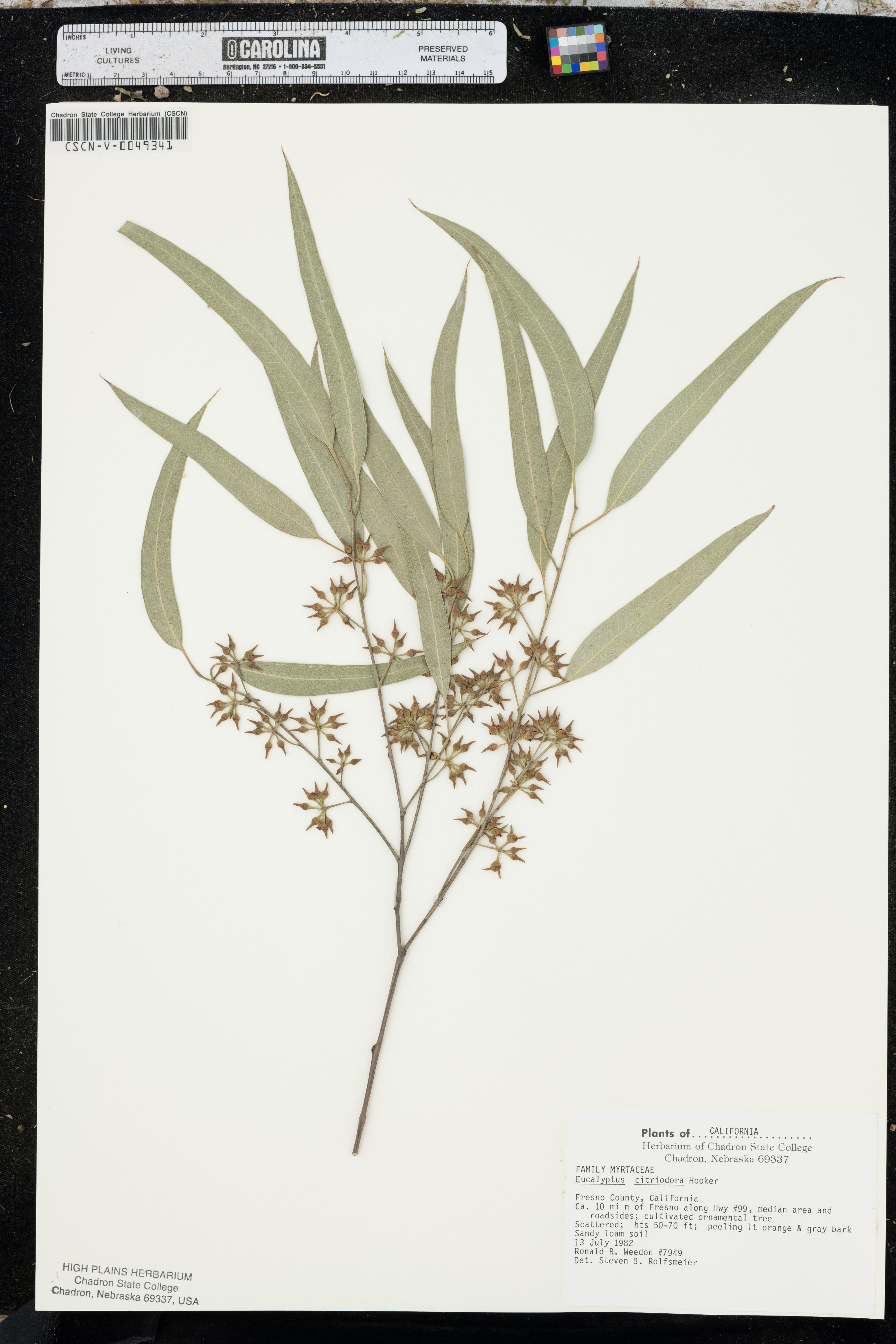 Eucalyptus citriodora - 29