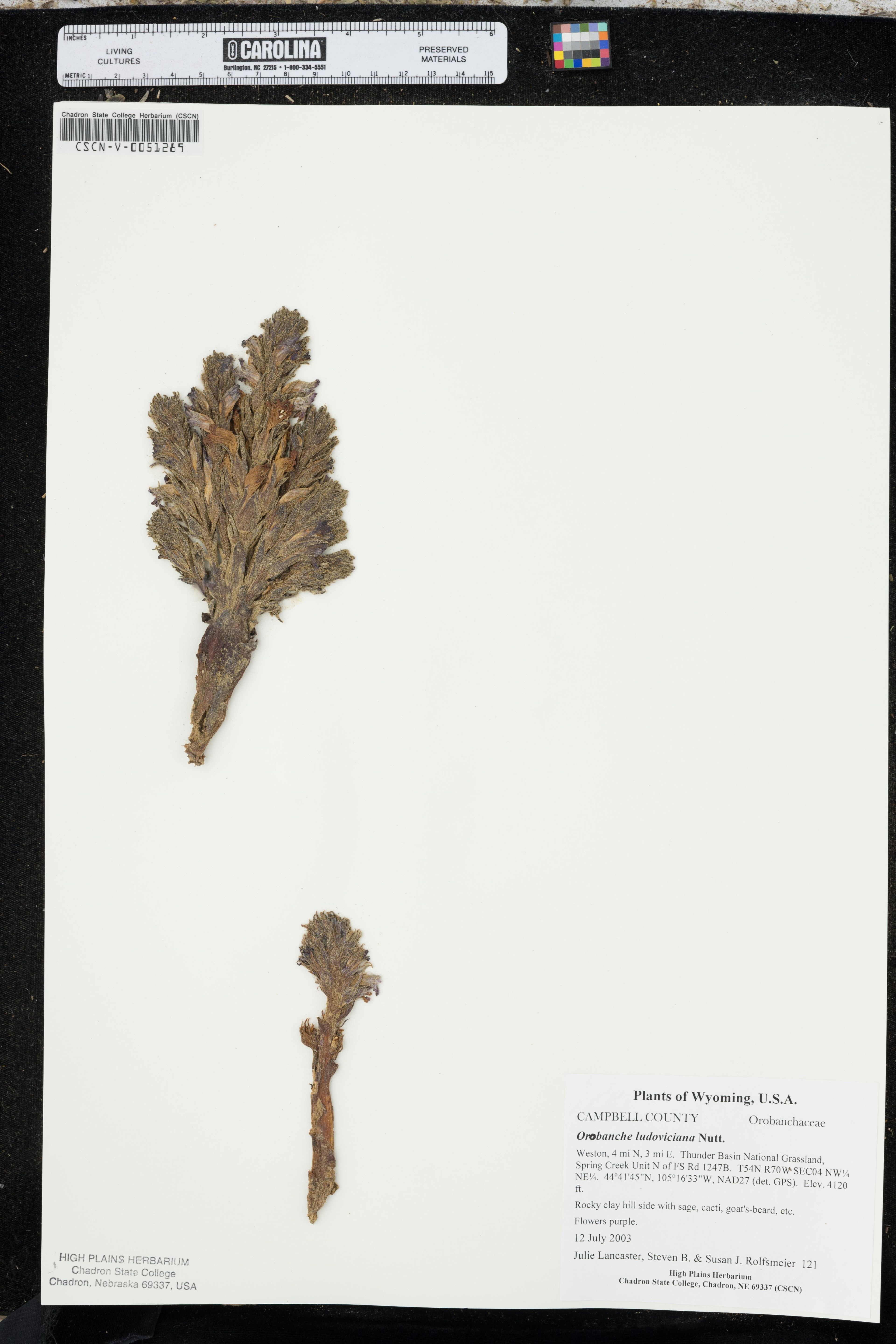 Orobanche ludoviciana - 52