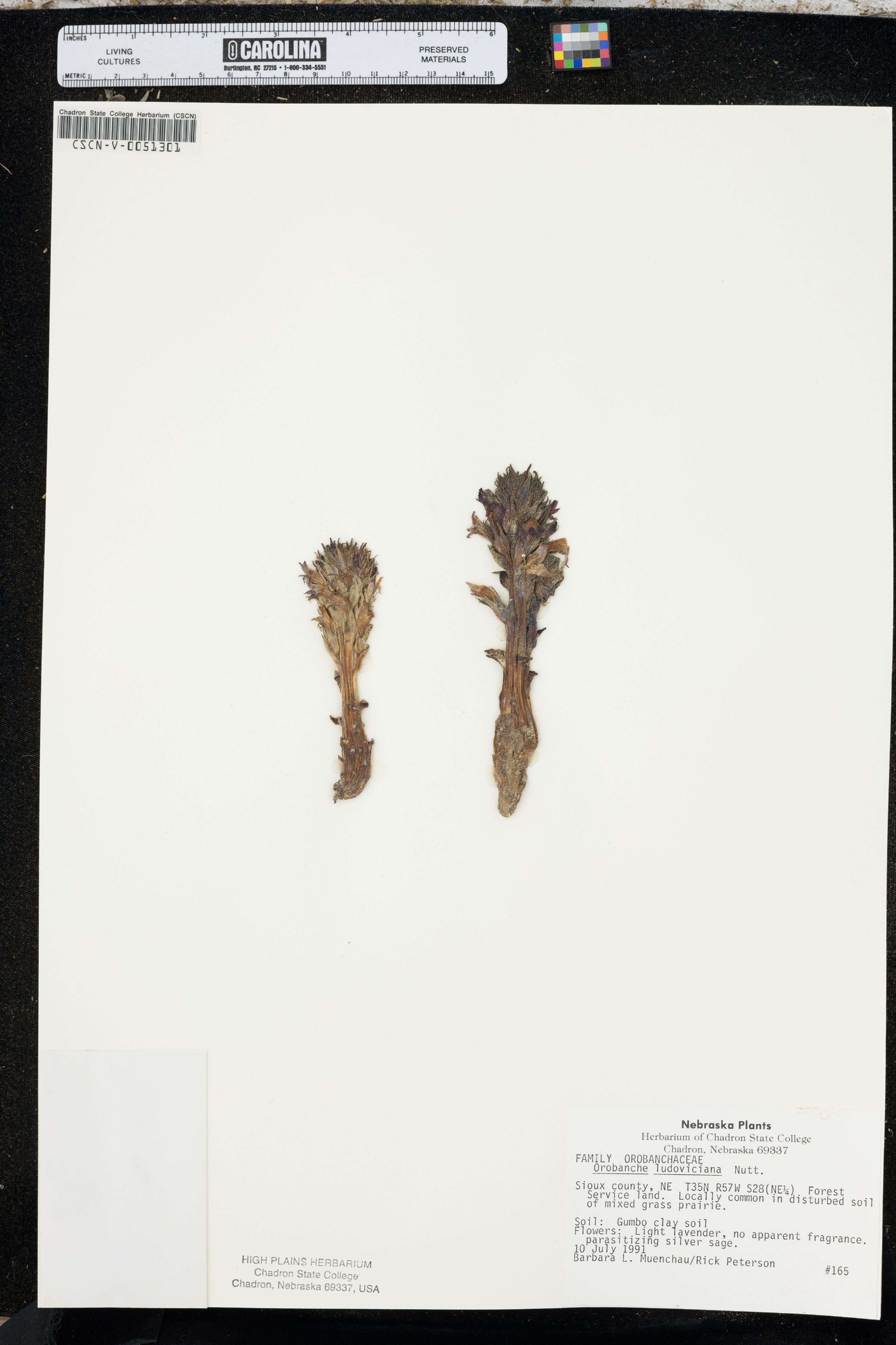 Orobanche ludoviciana - 7