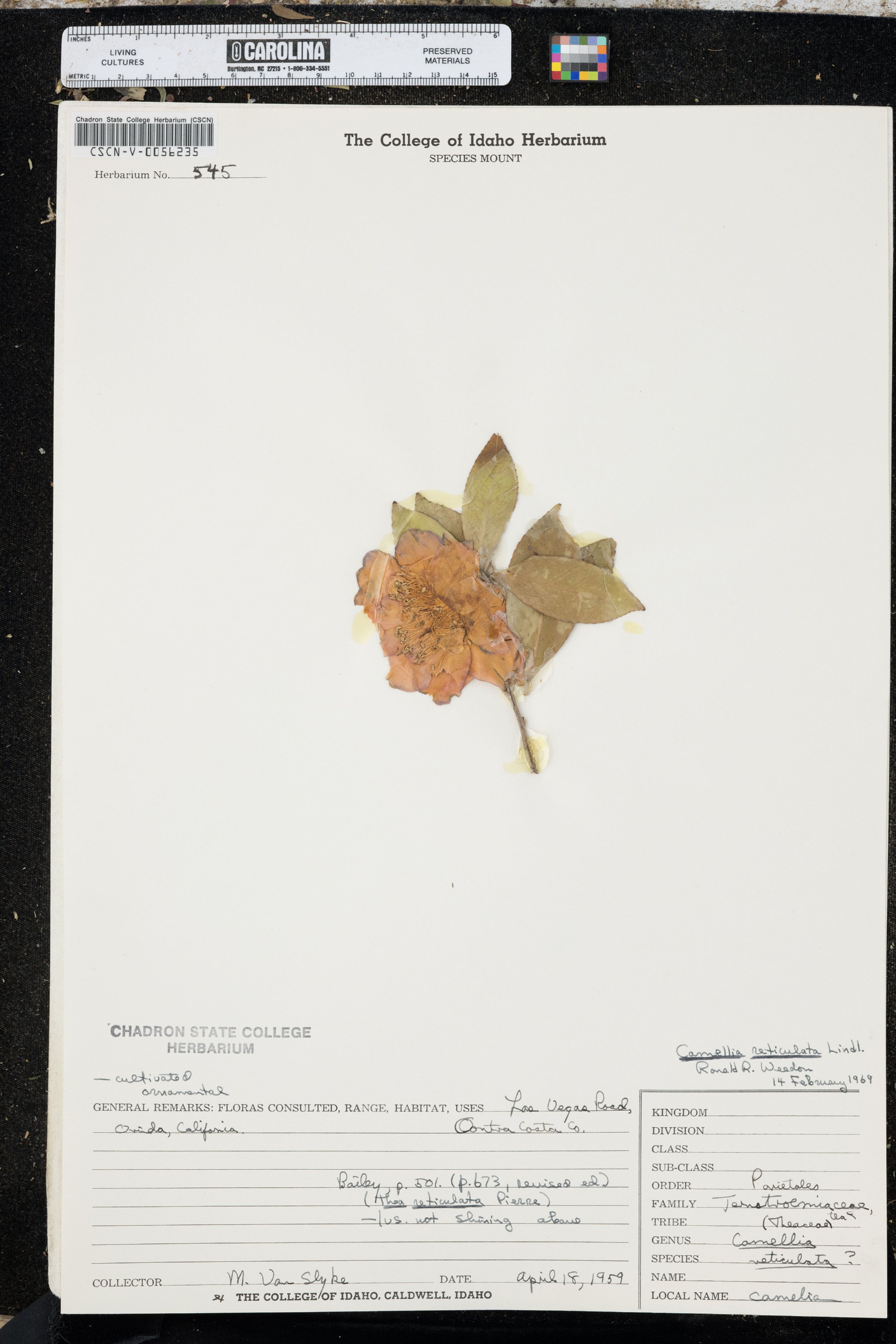 Camellia reticulata - 67