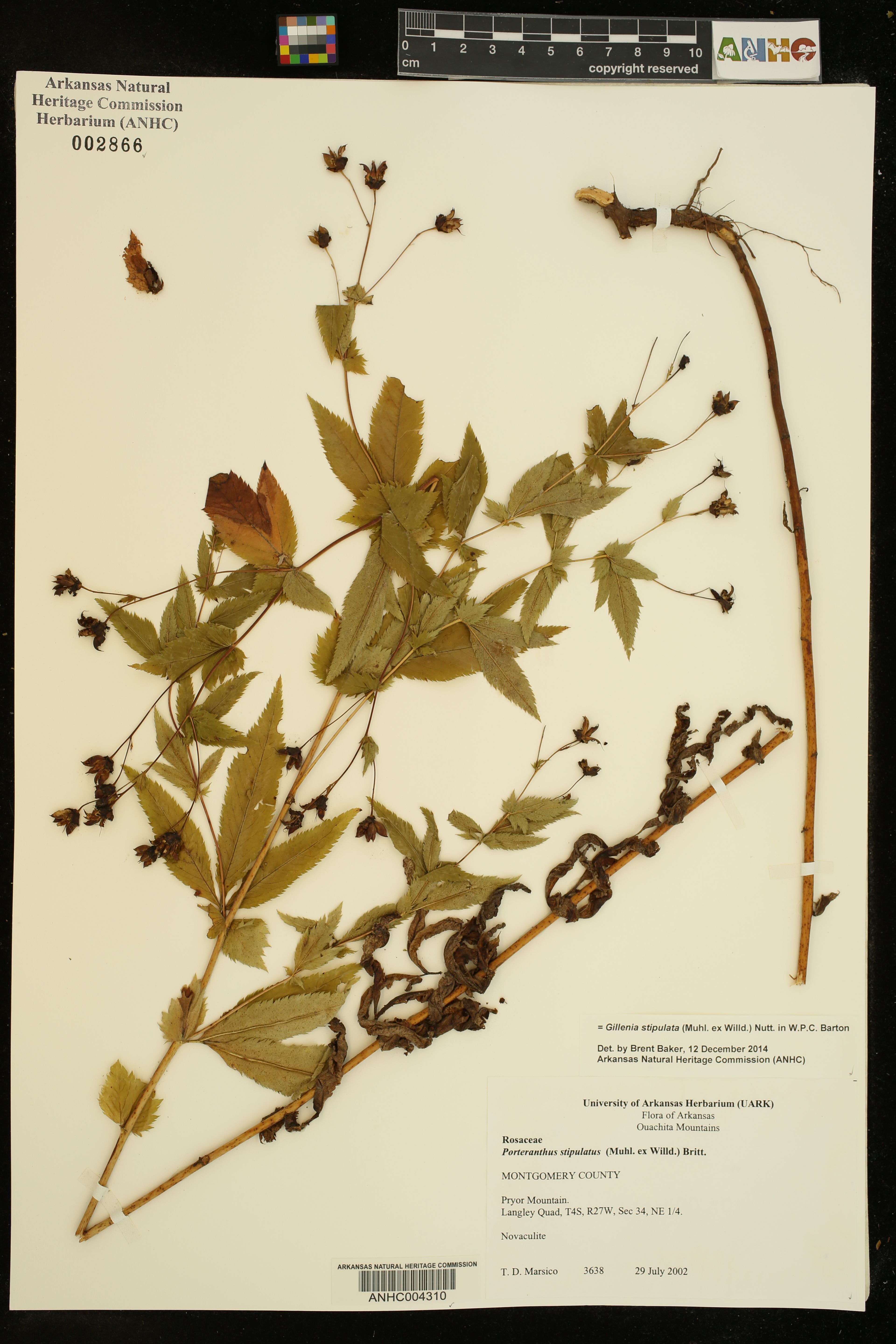 Gillenia stipulata - 110
