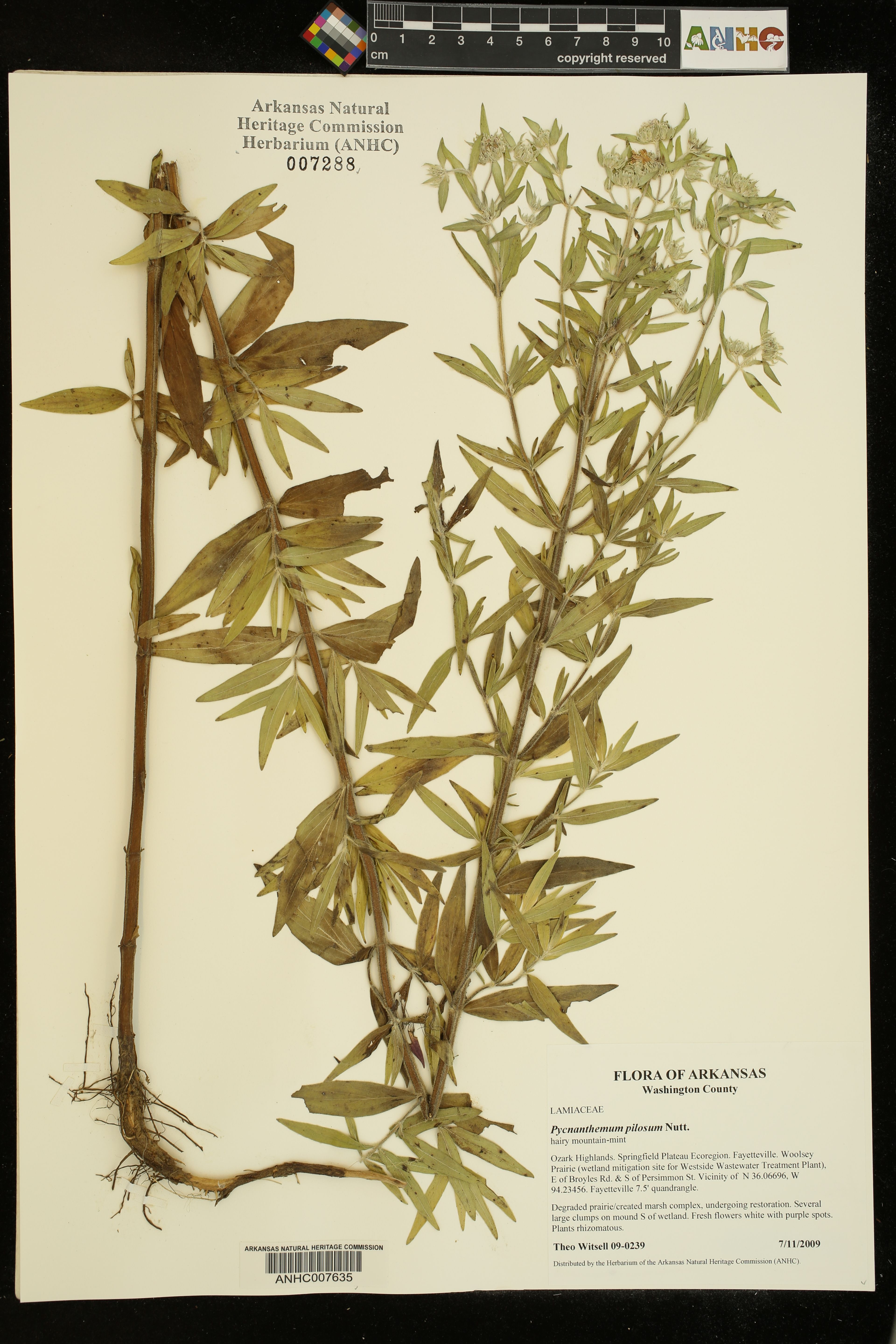 Pycnanthemum pilosum - 86