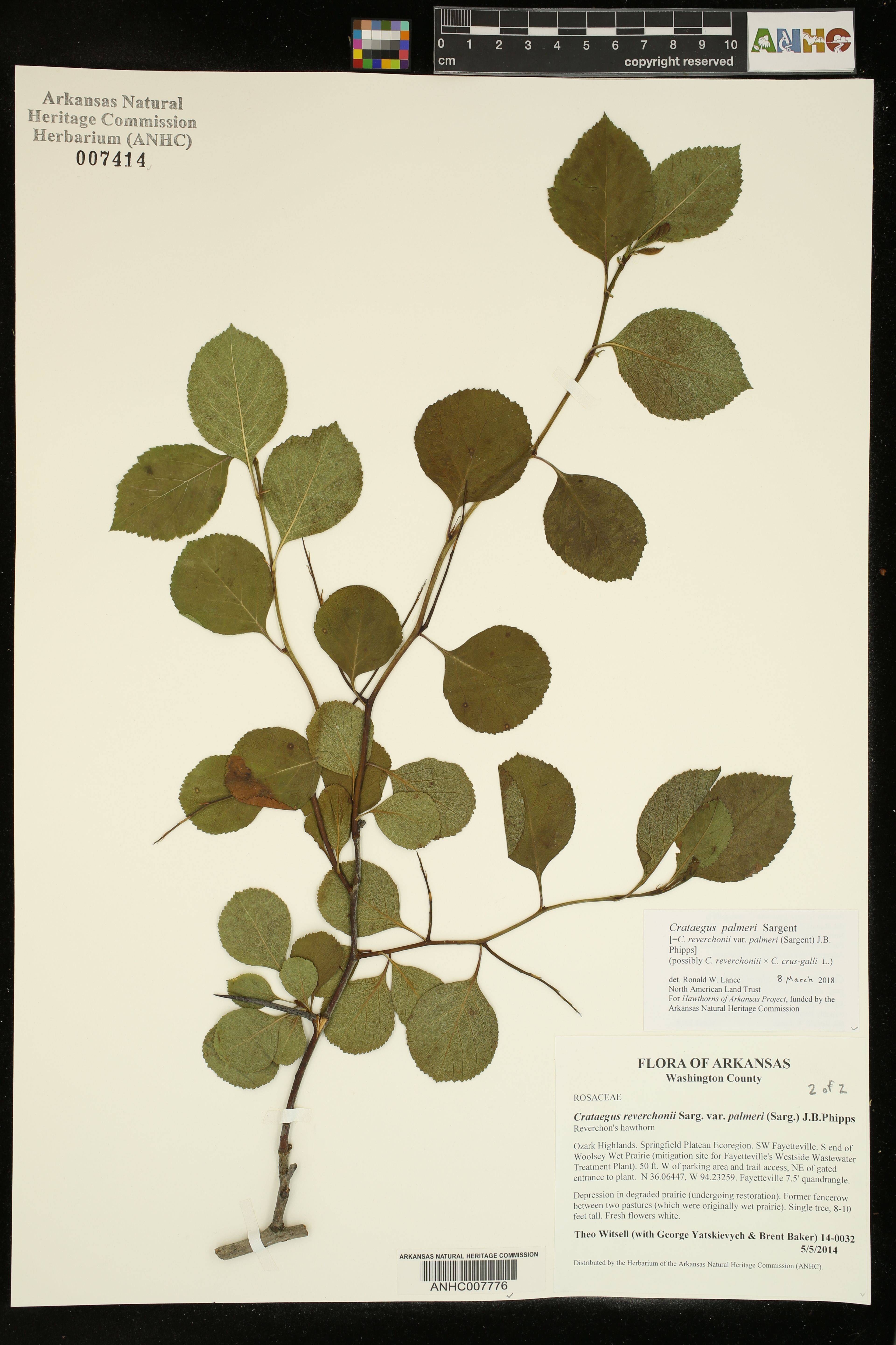 Crataegus reverchonii - 86