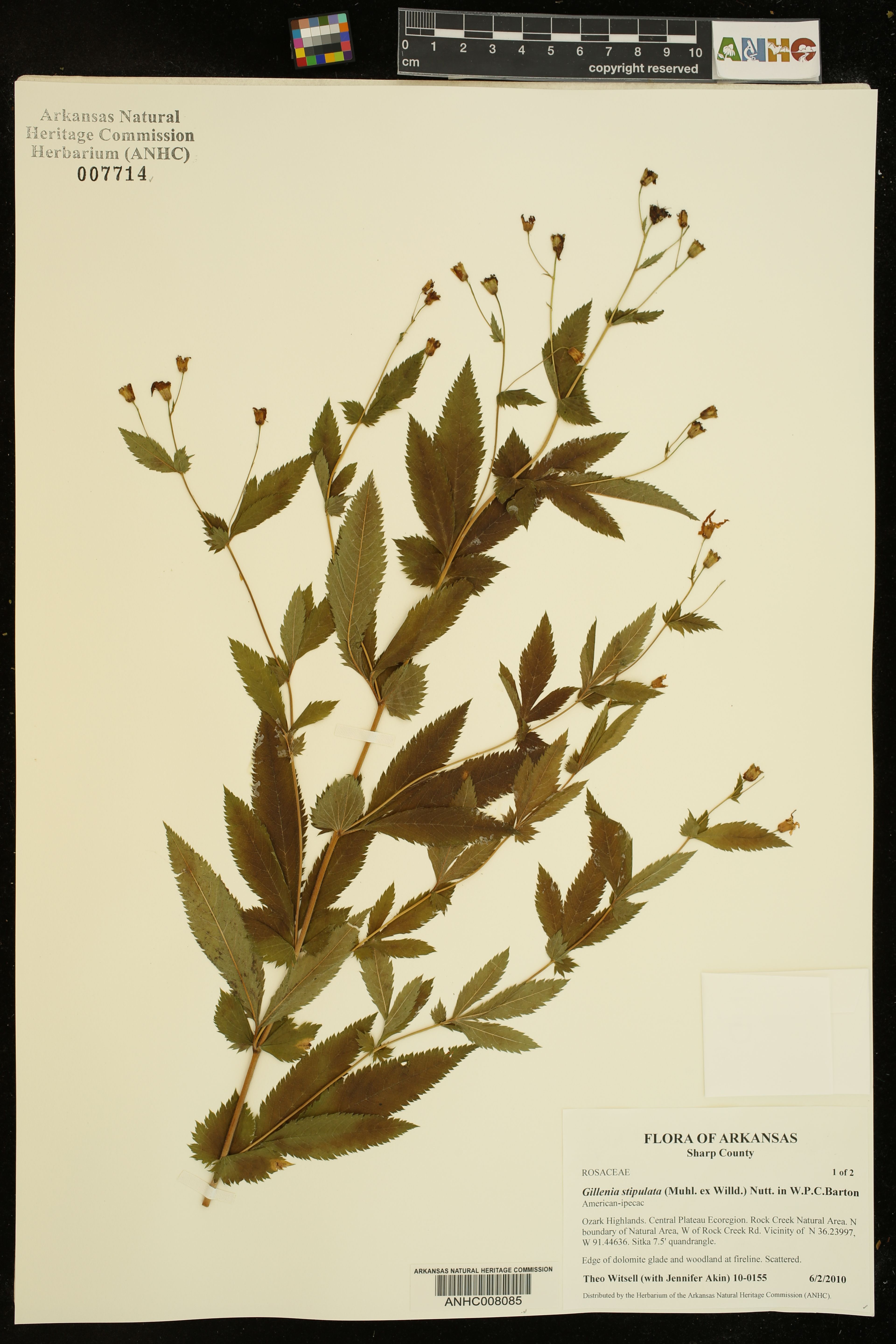 Gillenia stipulata - 100