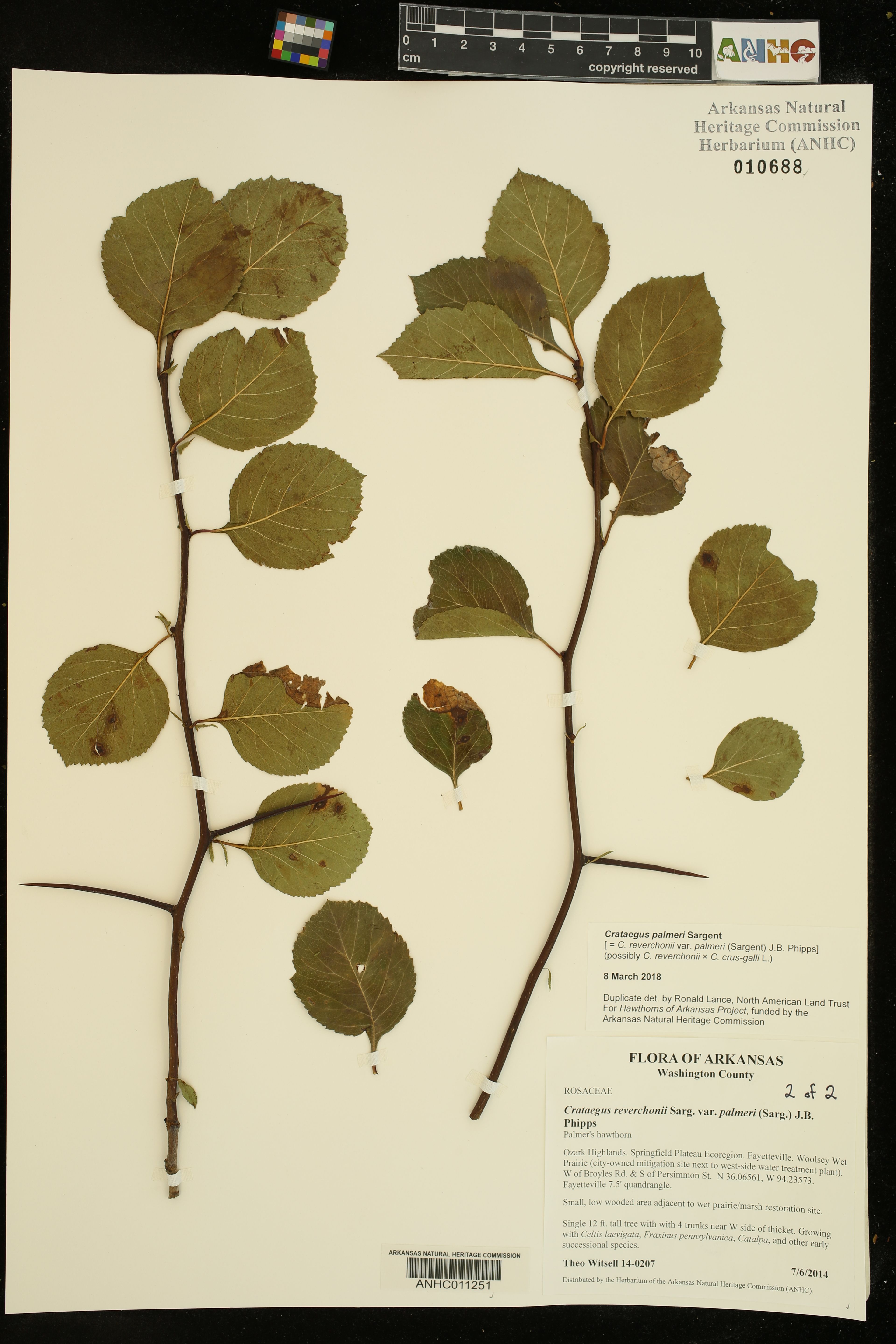 Crataegus reverchonii - 134