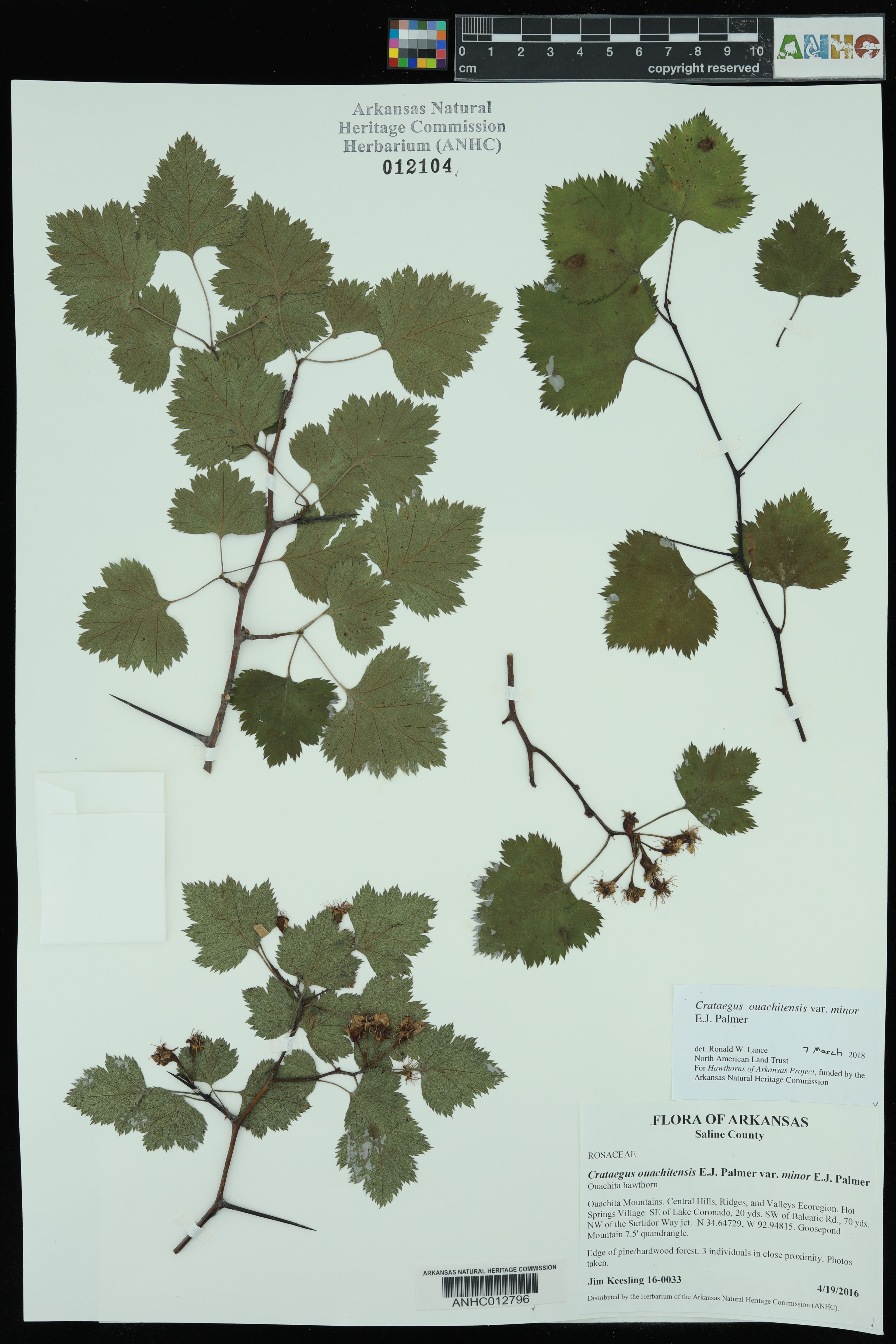 Crataegus intricata - 70