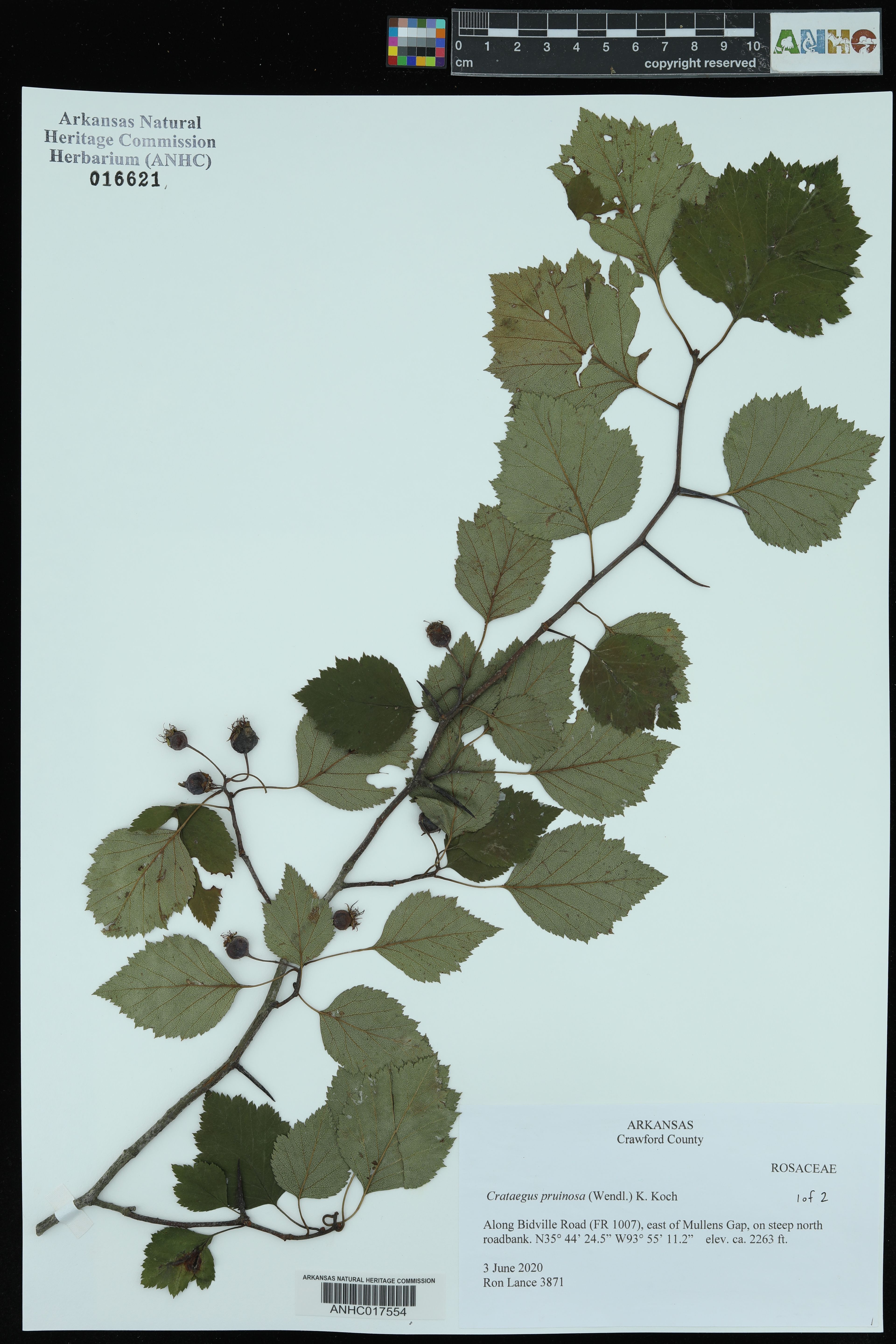 Crataegus pruinosa - 15