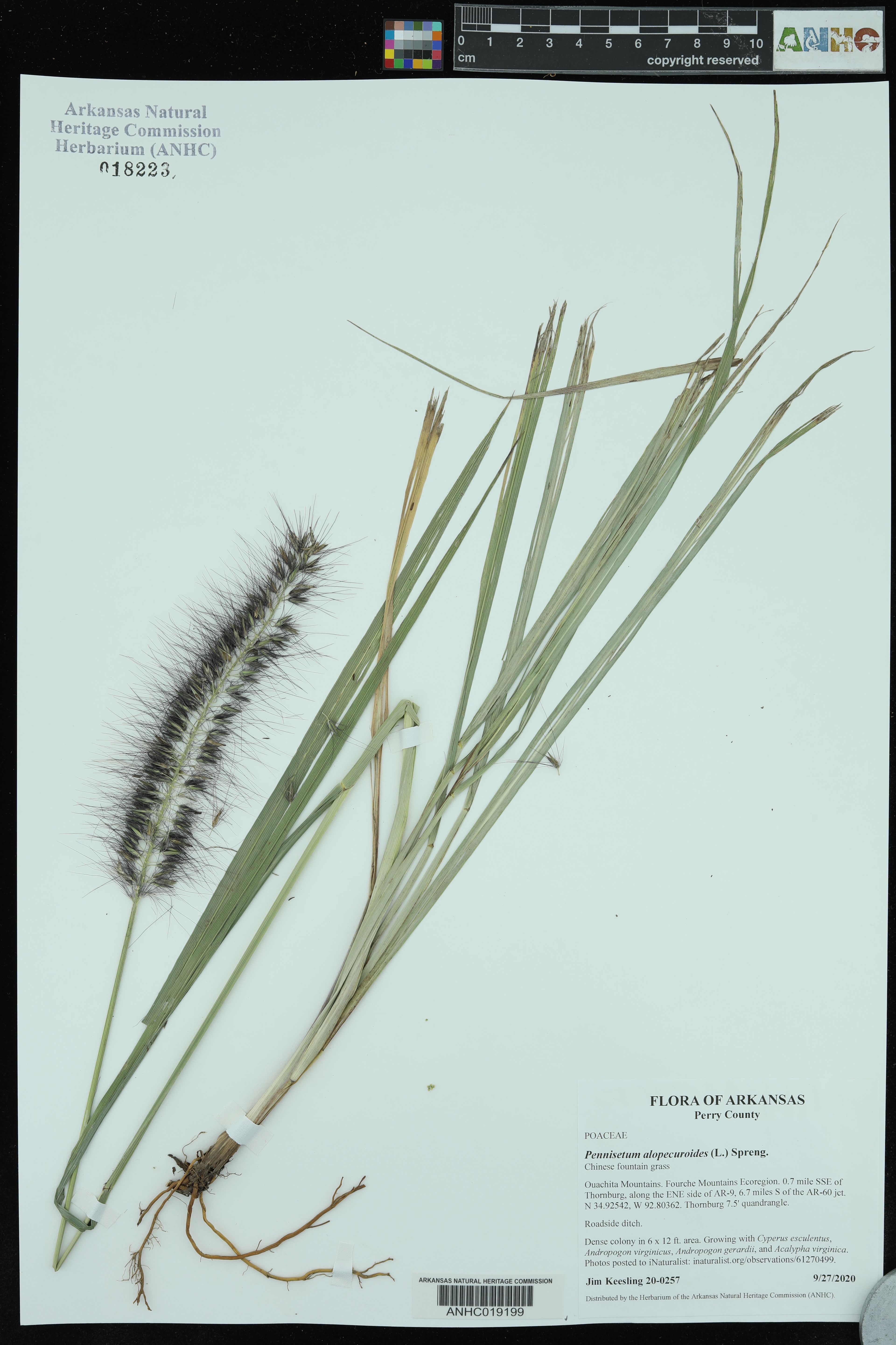 Pennisetum alopecuroides - 75