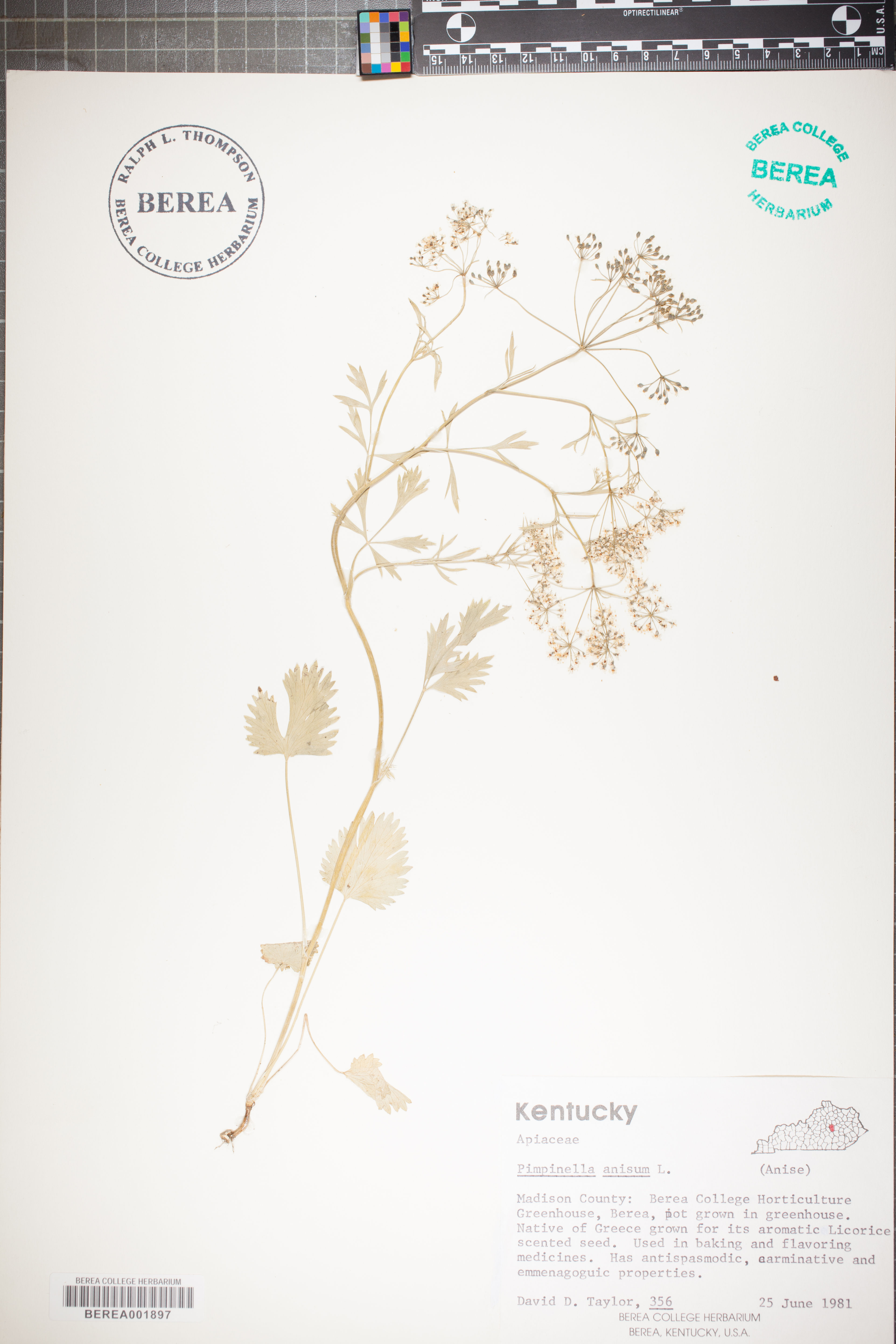 Pimpinella anisum - 8