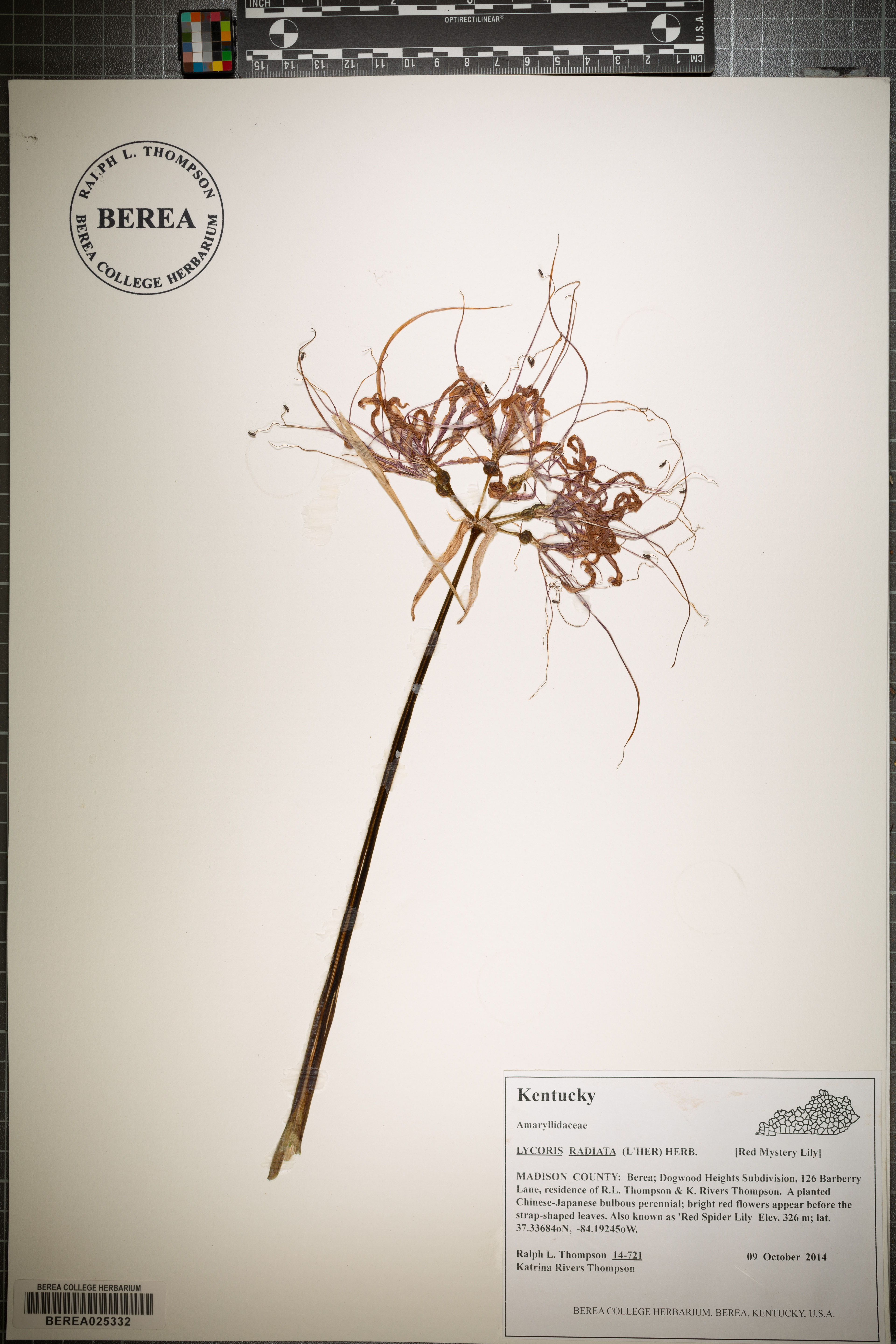 Lycoris radiata - 84