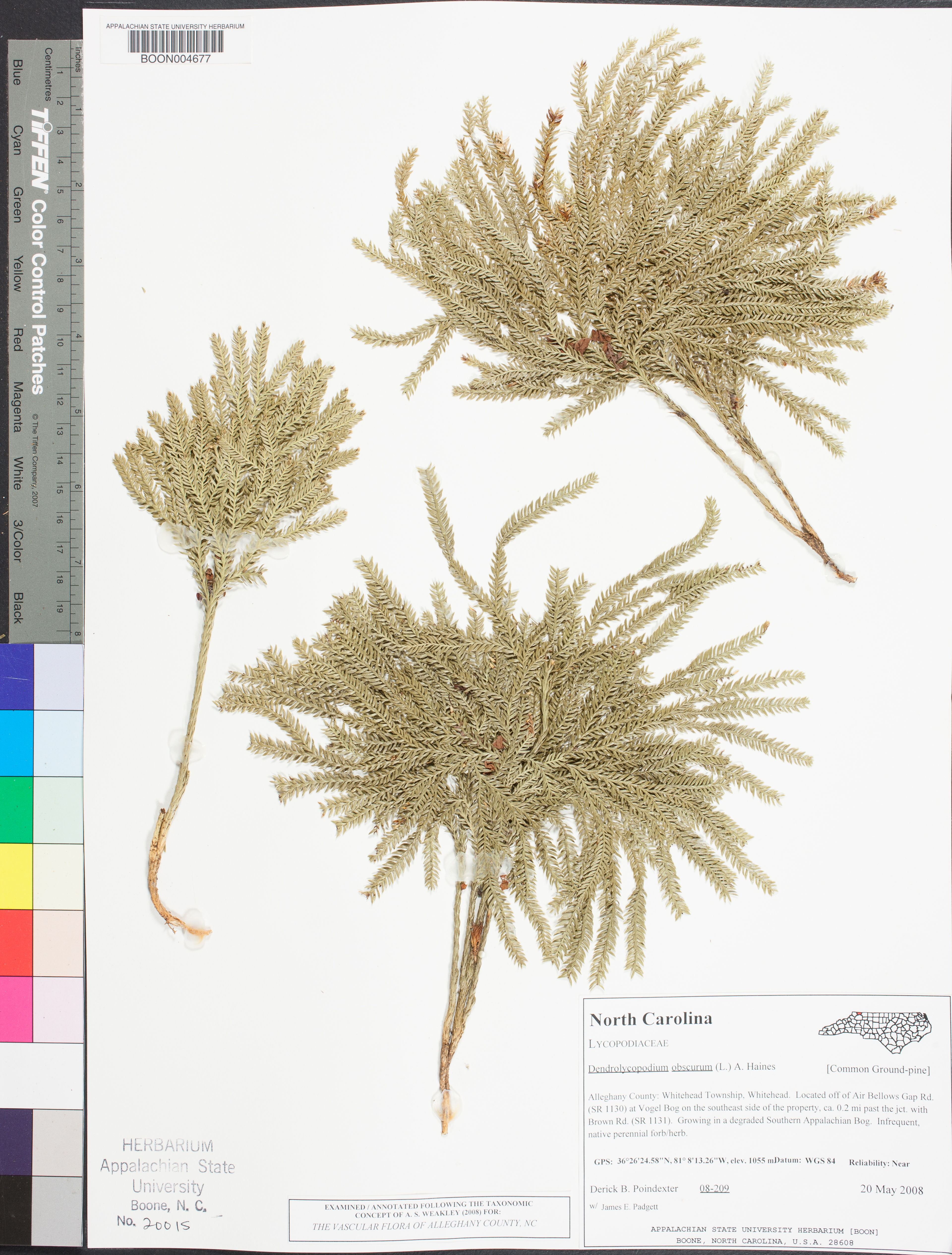 Lycopodium obscurum - 79