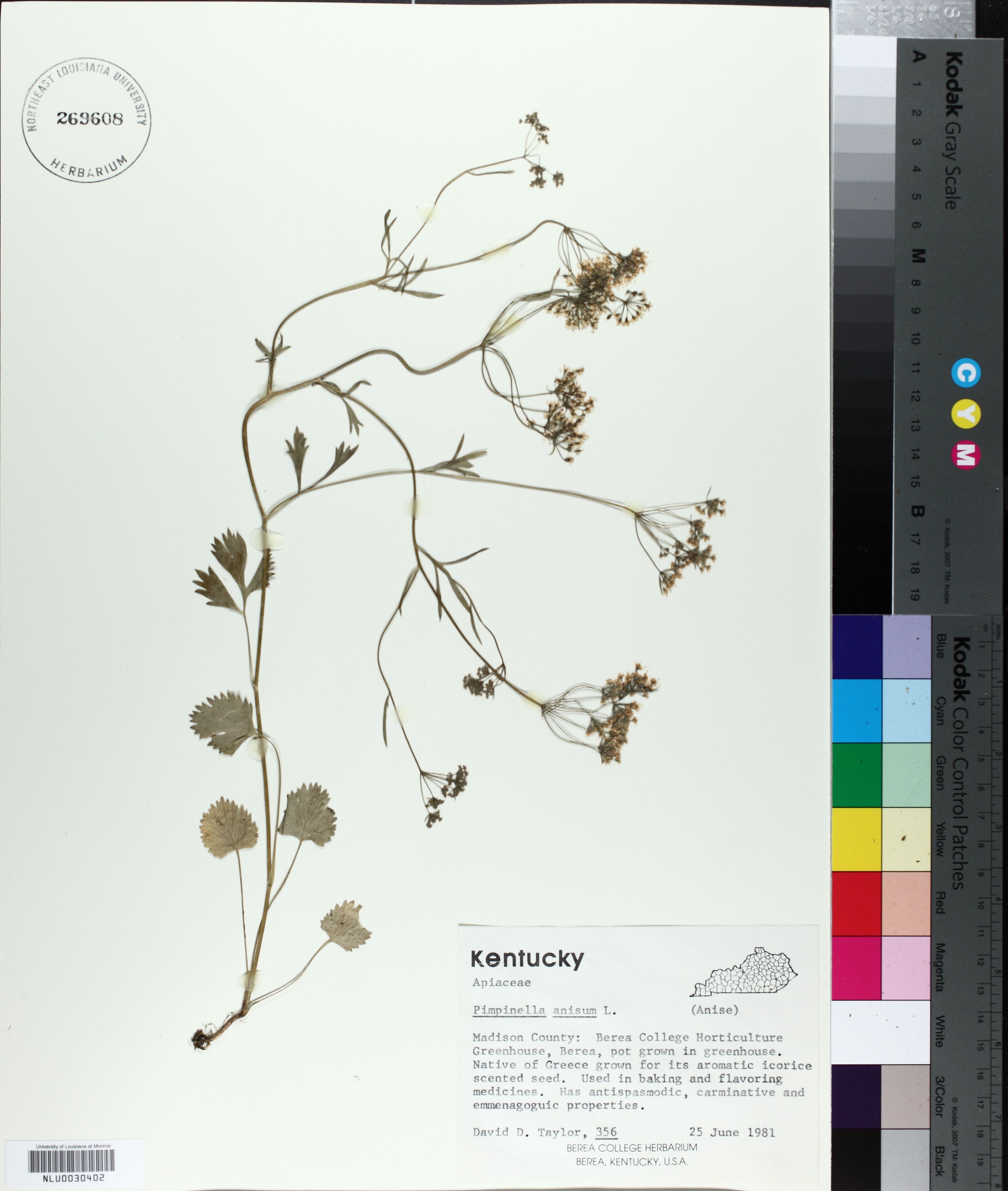 Pimpinella anisum - 10