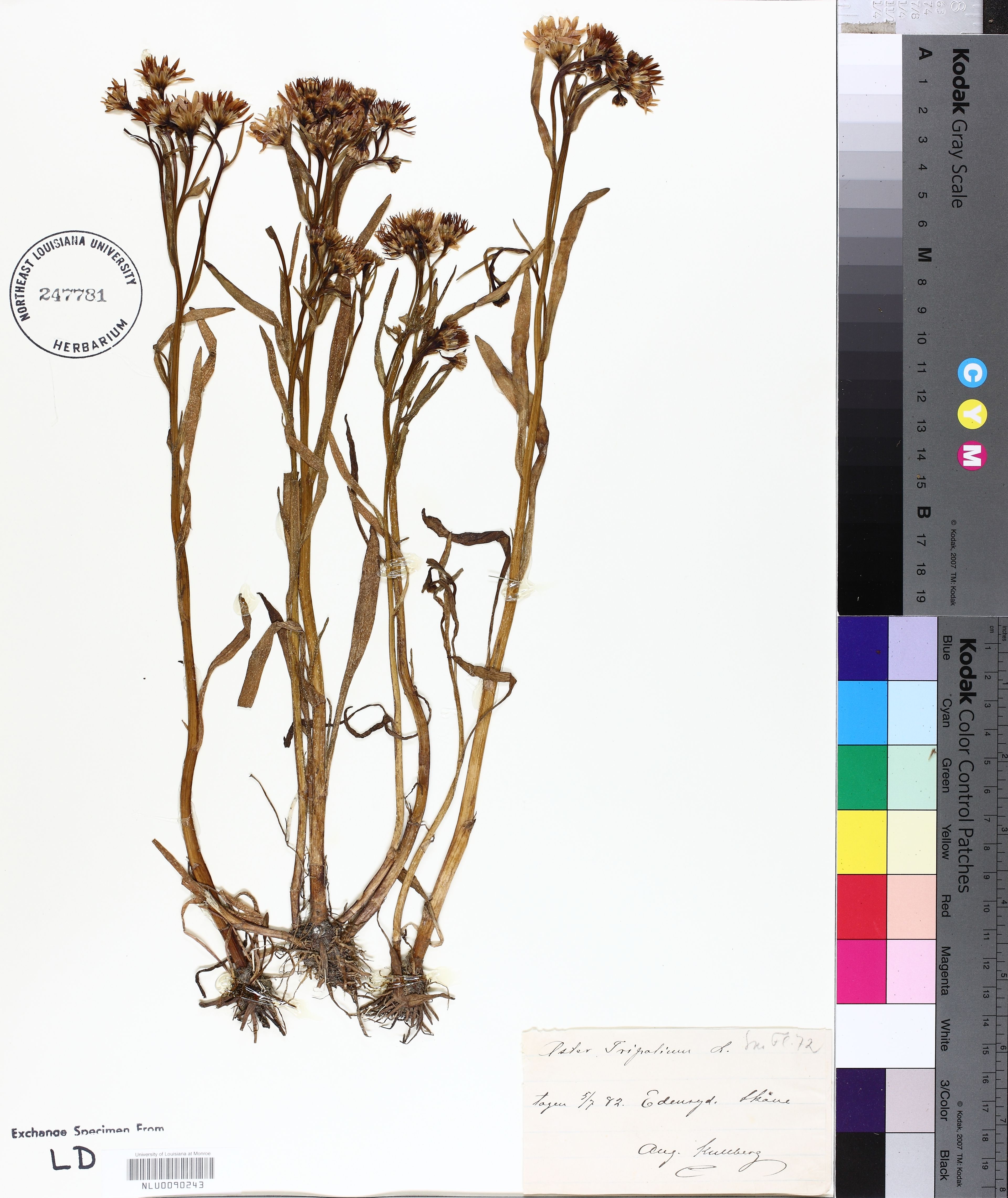 Aster tripolium - 13